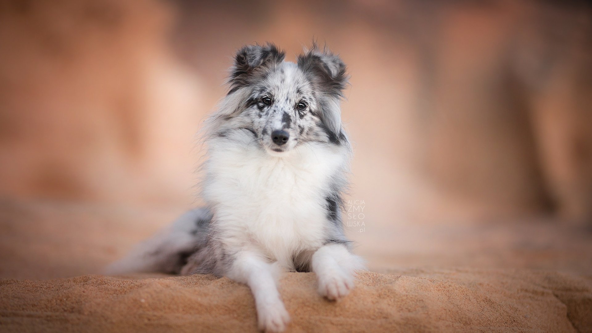 Обои взгляд, собака, друг, шелти, шетландская овчарка, look, dog, each, sheltie, shetland sheepdog разрешение 2048x1365 Загрузить