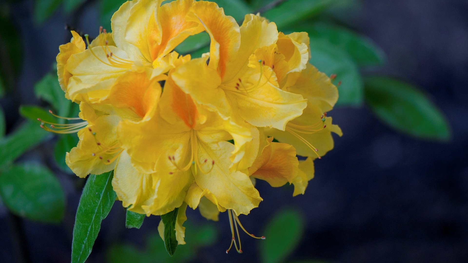 Обои желтые, азалия, рододендрон, yellow, azalea, rhododendron разрешение 2048x1360 Загрузить