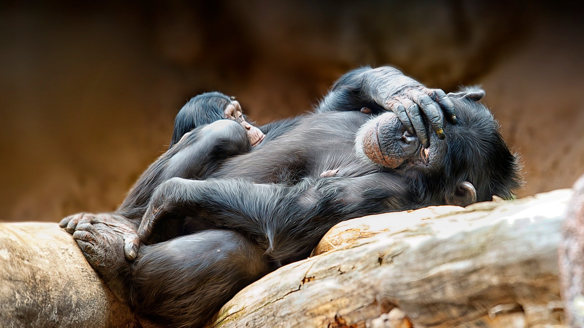 Обои животные, обезьяна, бревна, детеныш, обезьяны, шимпанзе, animals, monkey, logs, cub, chimpanzees разрешение 1920x1115 Загрузить