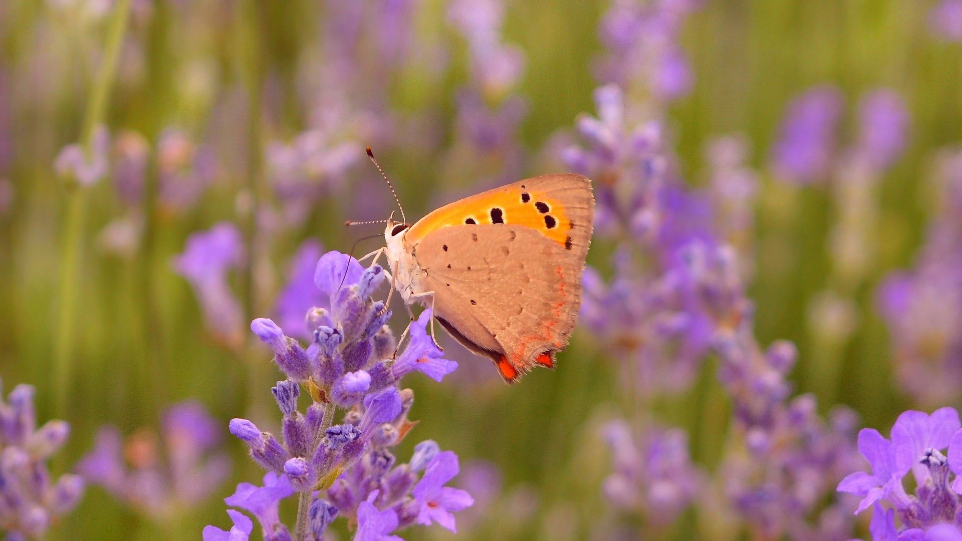 Обои цветы, макро, насекомое, лаванда, бабочка, крылья, flowers, macro, insect, lavender, butterfly, wings разрешение 3000x1876 Загрузить