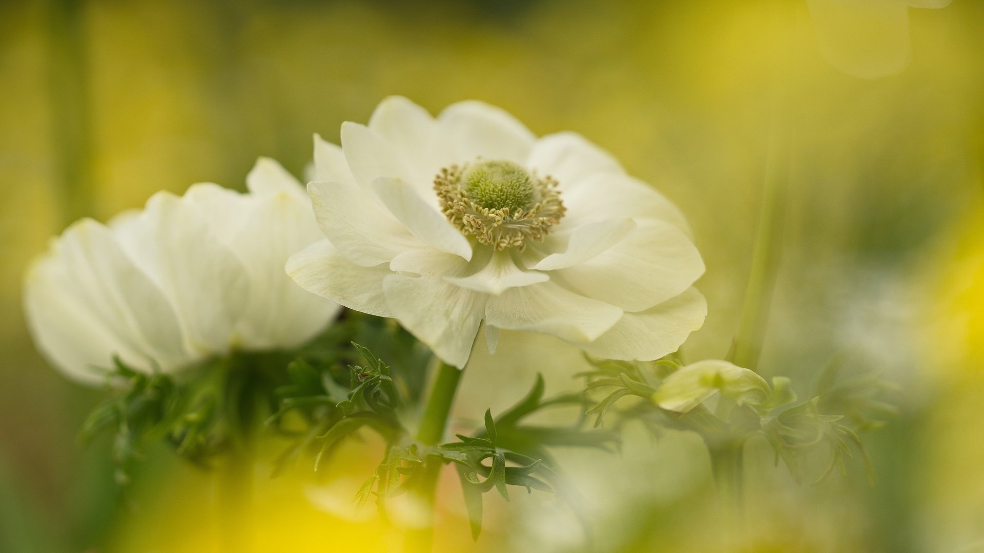 Обои цветы, размытость, белые, анемоны, сон-трава, flowers, blur, white, anemones, sleep-grass разрешение 2048x1153 Загрузить