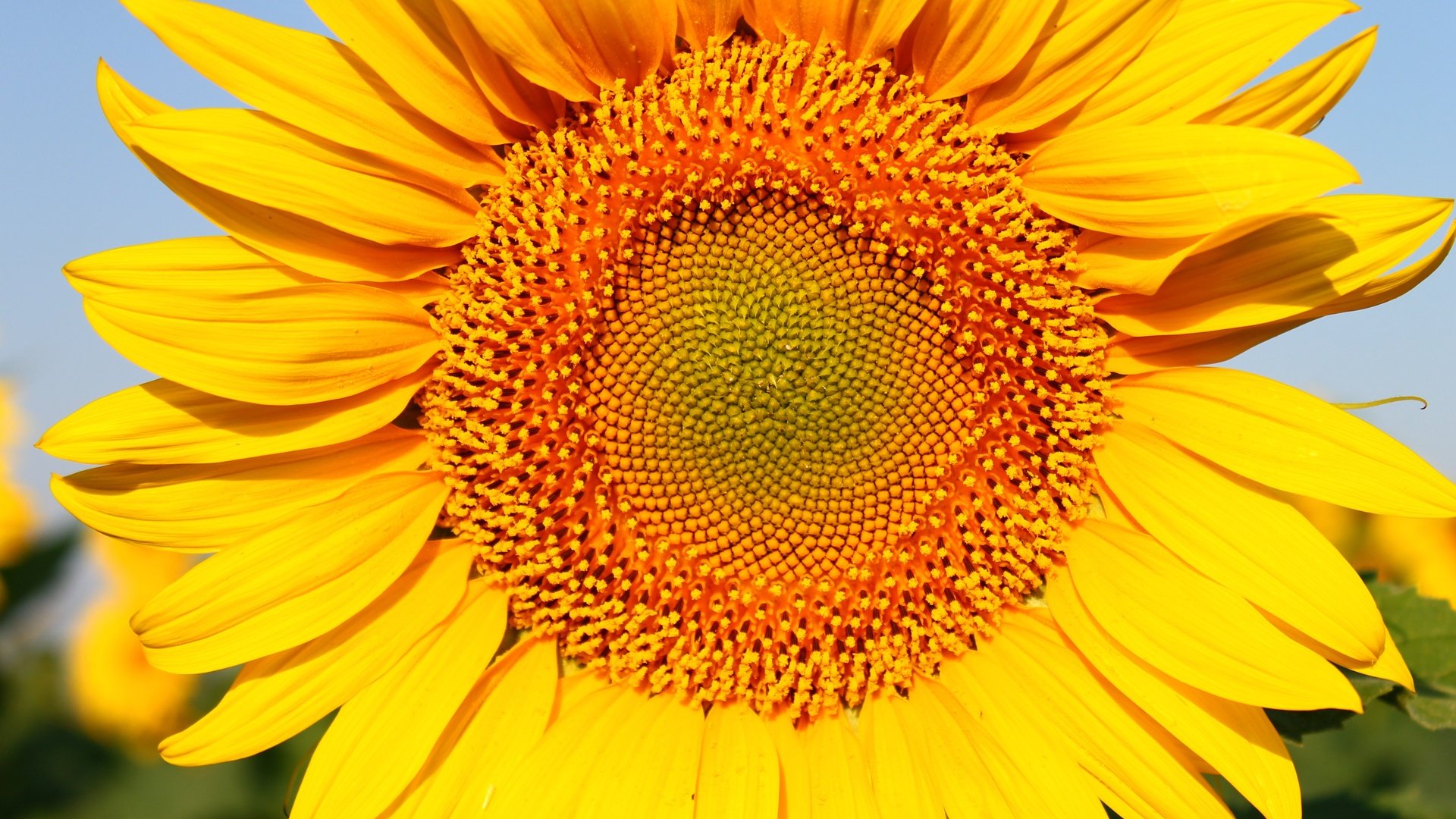 Обои желтый, цветок, лепестки, подсолнух, яркий, yellow, flower, petals, sunflower, bright разрешение 4272x2848 Загрузить