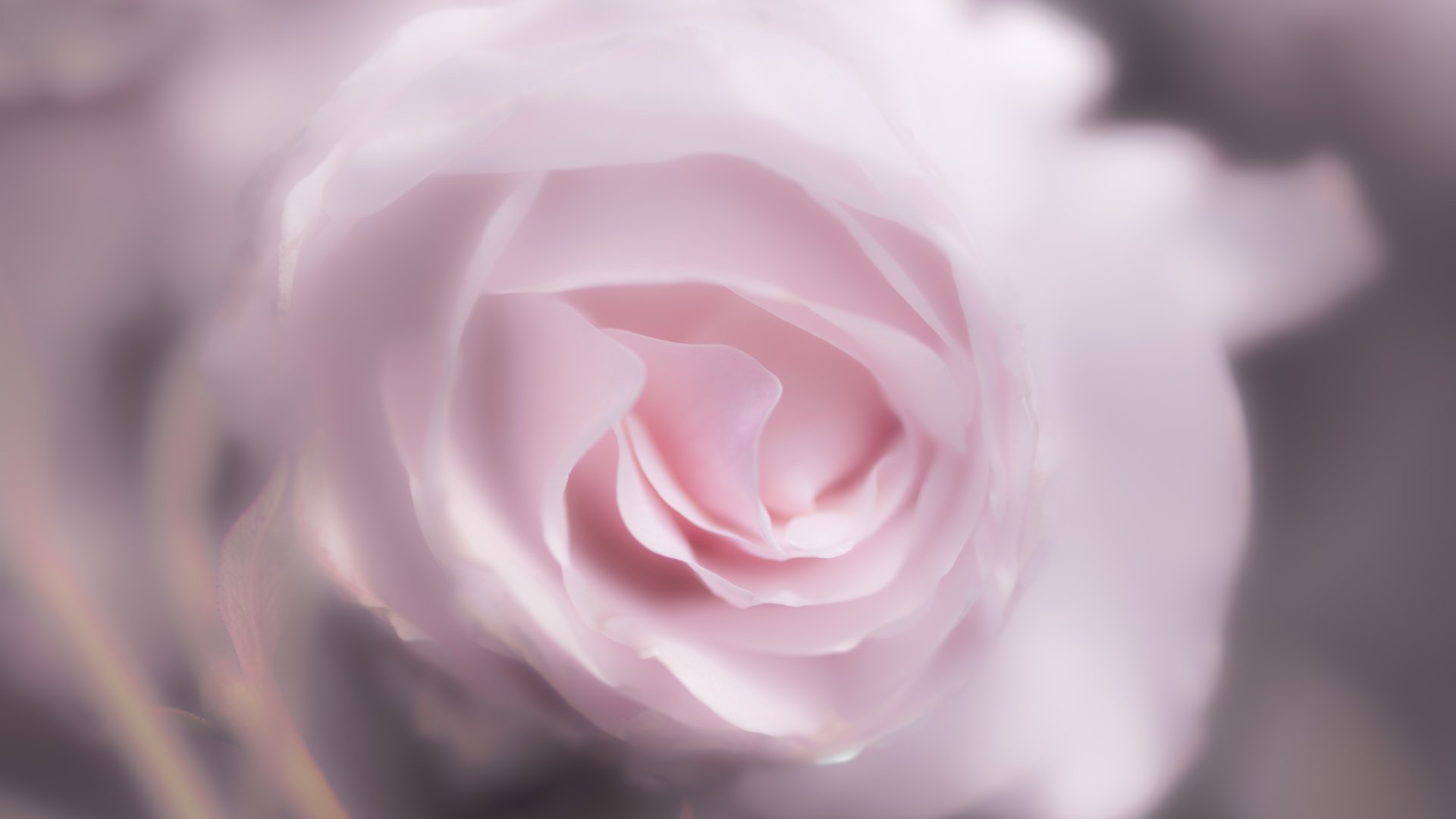 Обои цветок, роза, лепестки, 60, пинк, flower, rose, petals, pink разрешение 7360x4912 Загрузить