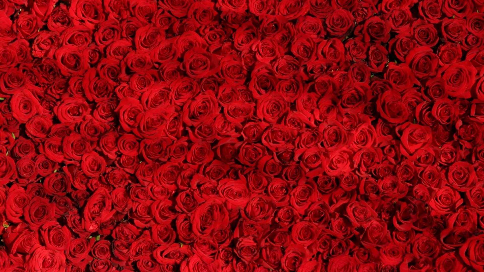 Обои цветы, розы, красные, много, flowers, roses, red, a lot разрешение 2048x1152 Загрузить