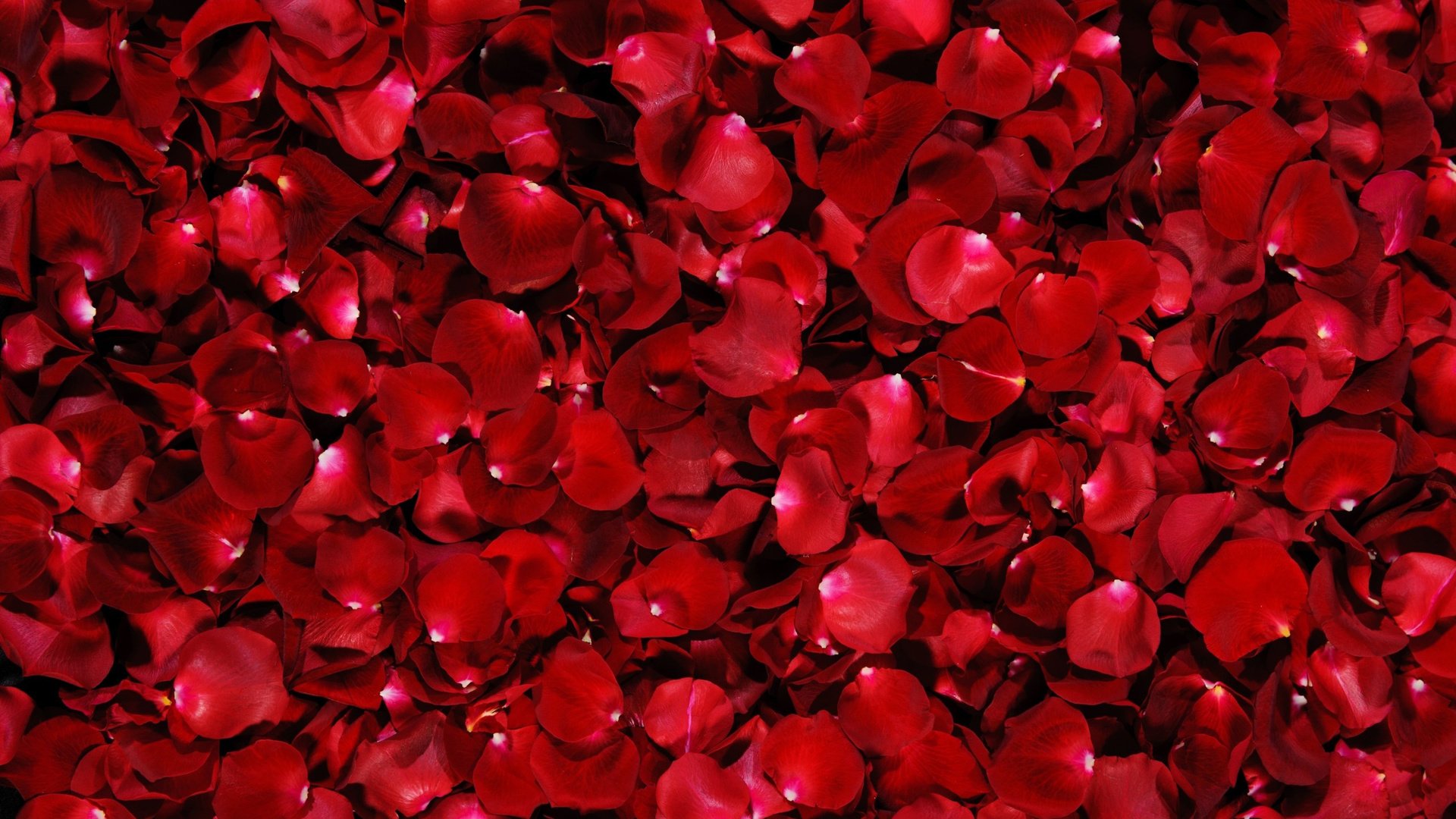 Обои фон, розы, лепестки, красные, background, roses, petals, red разрешение 5075x3172 Загрузить