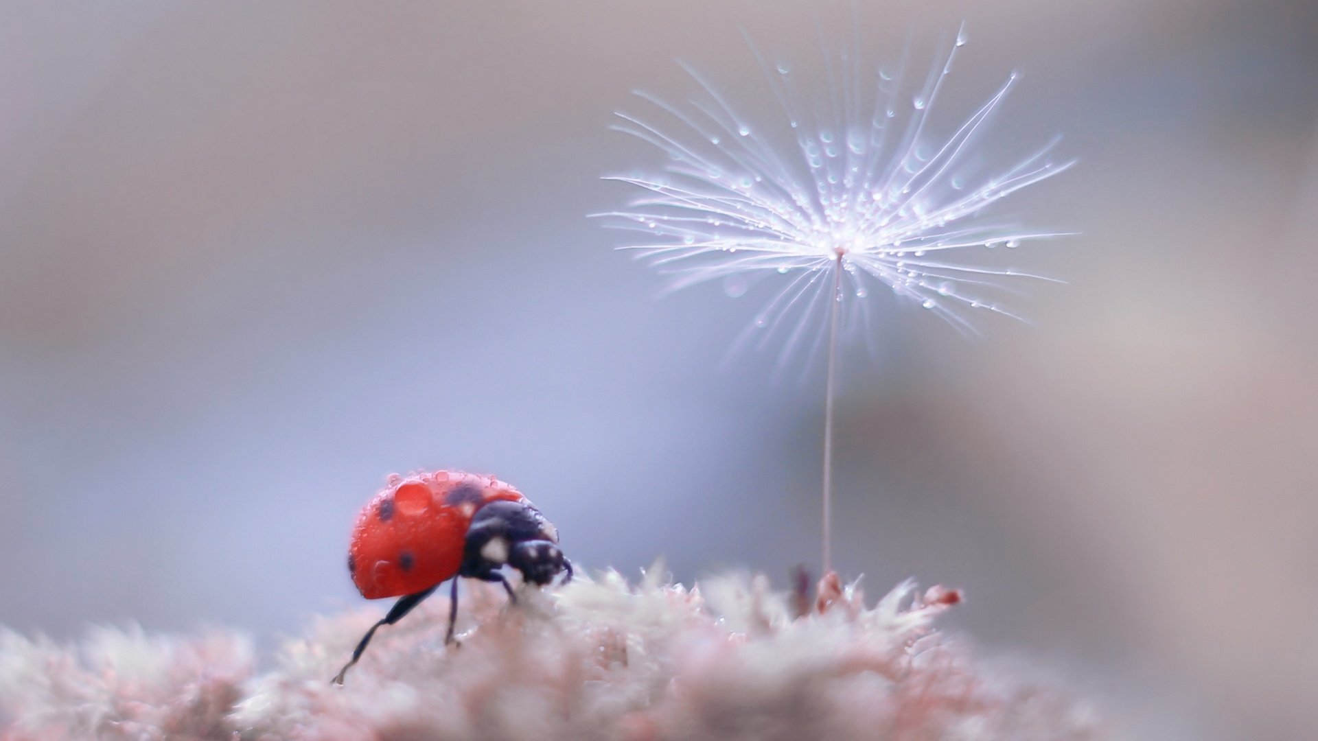 Обои жук, насекомое, фон, божья коровка, боке, пушинка, былинка, beetle, insect, background, ladybug, bokeh, fluff, blade of grass разрешение 2500x1886 Загрузить