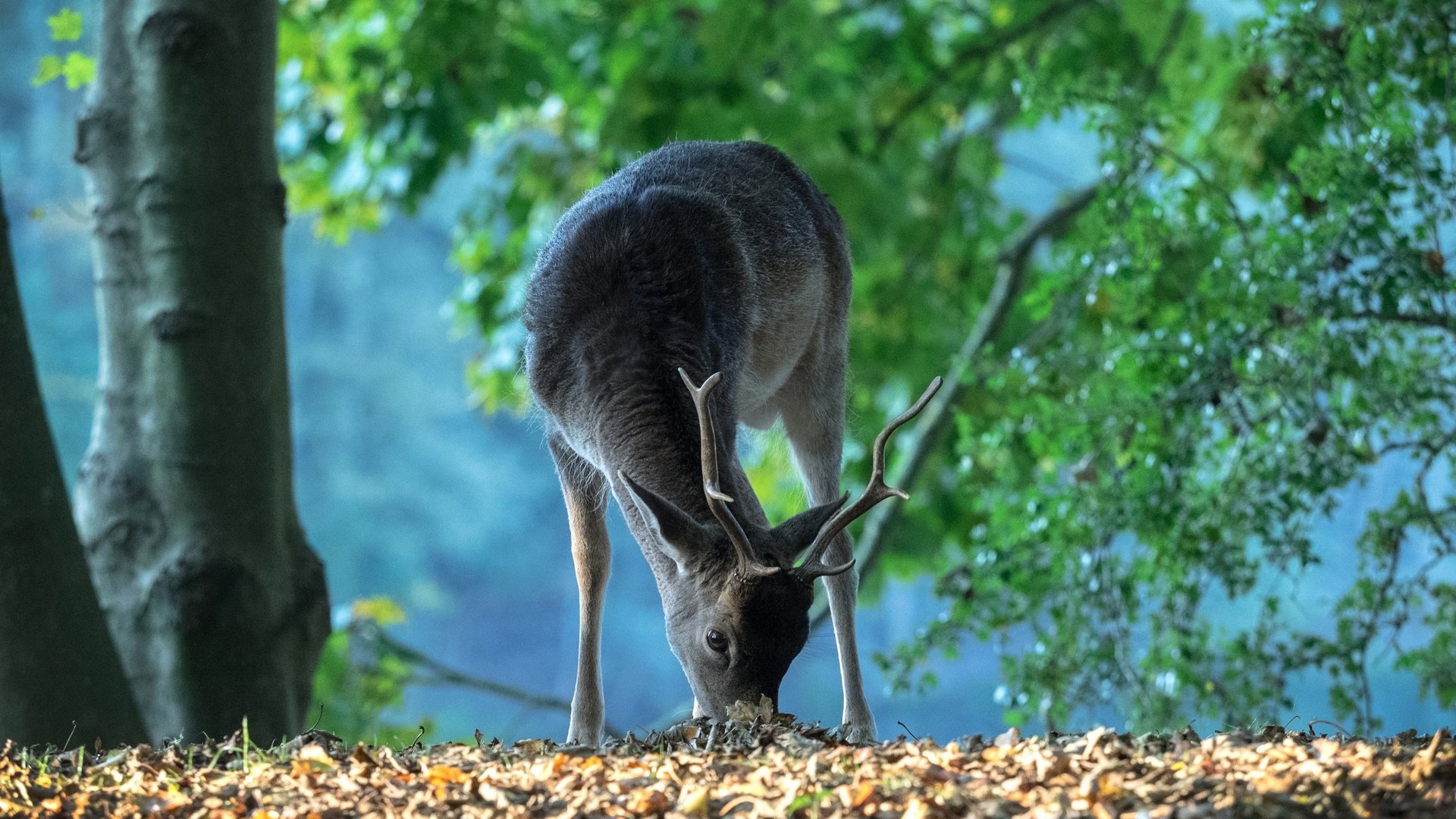 Обои лес, олень, рога, нидерланды, forest, deer, horns, netherlands разрешение 2048x1438 Загрузить