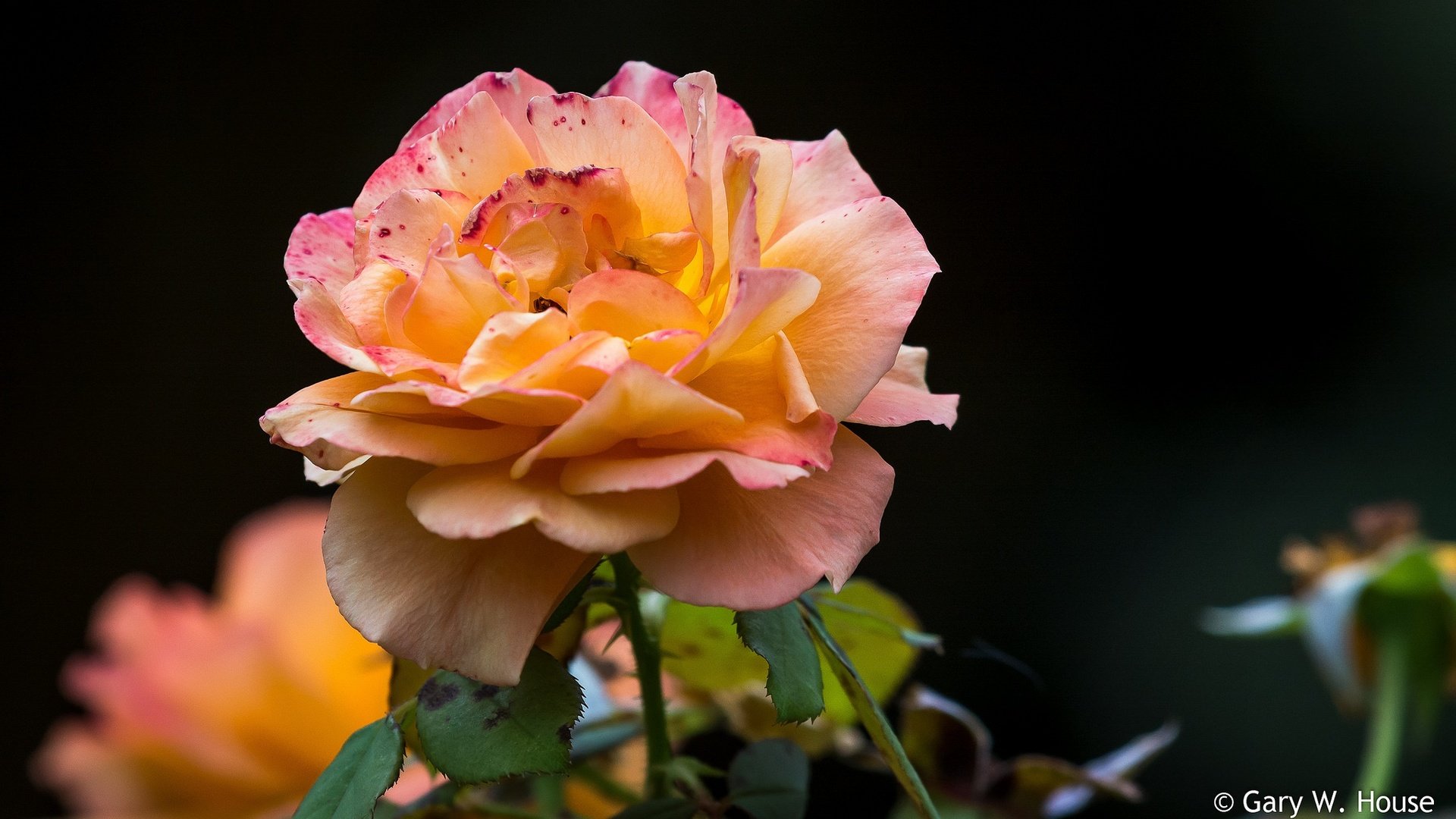 Обои цветы, бутоны, макро, фон, розы, роза, лепестки, flowers, buds, macro, background, roses, rose, petals разрешение 2048x1185 Загрузить