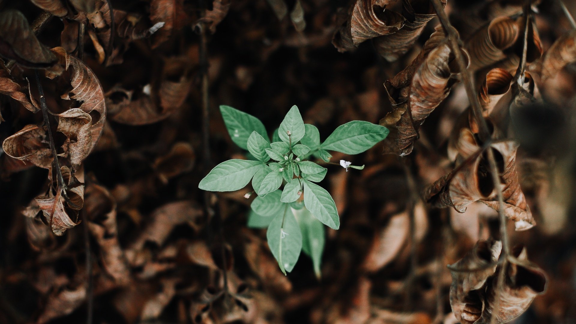 Обои природа, зелень, листья, макро, зеленые, сухие, nature, greens, leaves, macro, green, dry разрешение 5184x3456 Загрузить