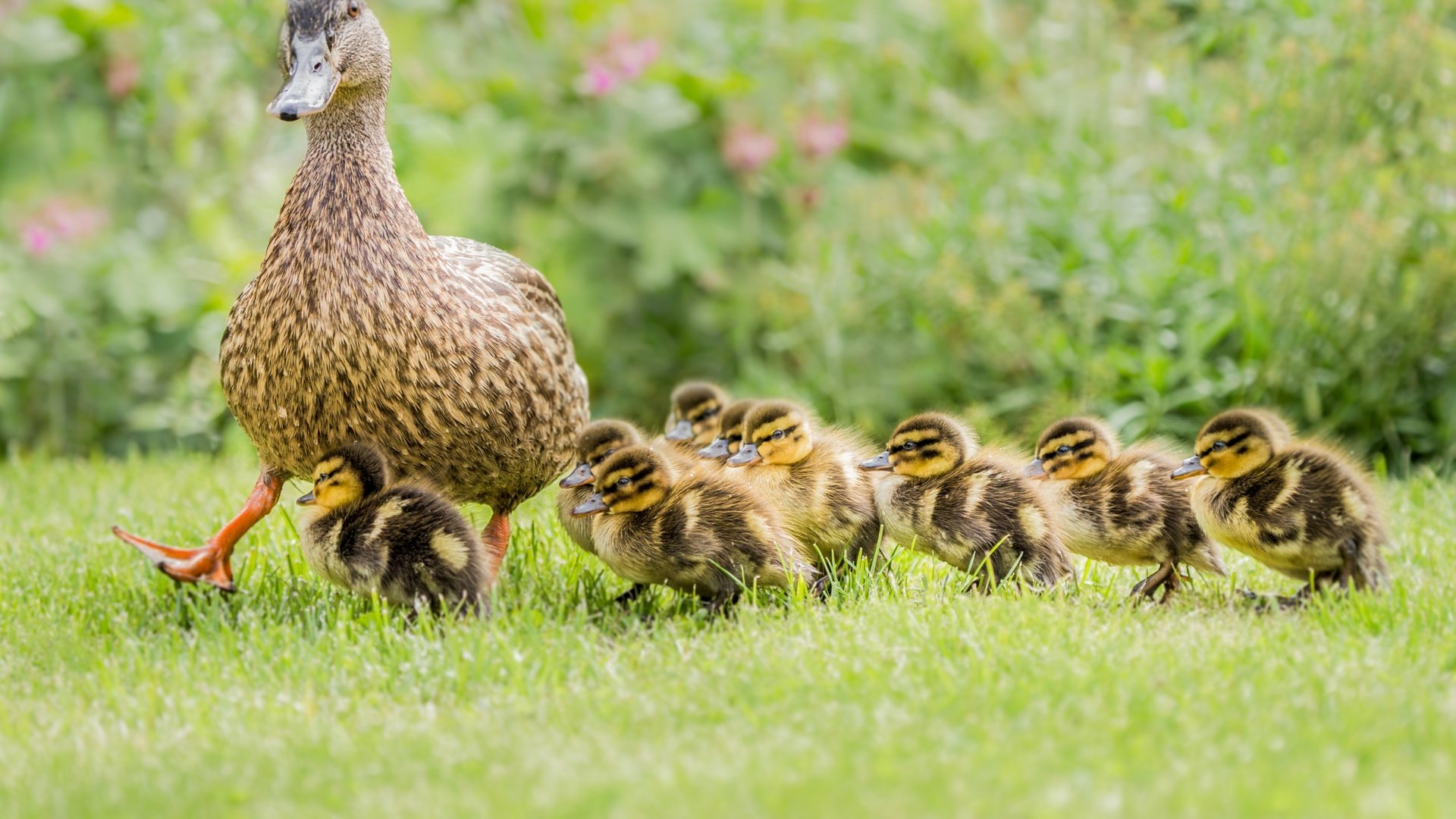 Обои трава, птицы, прогулка, утята, утка, птенцы, grass, birds, walk, ducklings, duck, chicks разрешение 4064x2665 Загрузить