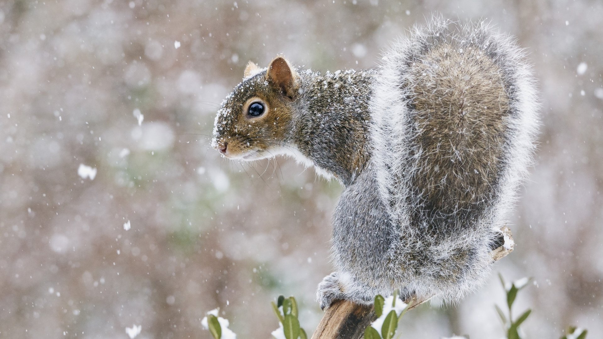 Обои снег, мордочка, взгляд, белка, хвост, белочка, snow, muzzle, look, protein, tail, squirrel разрешение 2048x1528 Загрузить