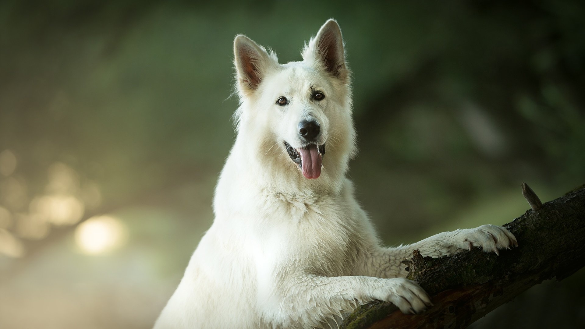 Обои взгляд, собака, язык, боке, белая швейцарская овчарка, look, dog, language, bokeh, the white swiss shepherd dog разрешение 2048x1363 Загрузить