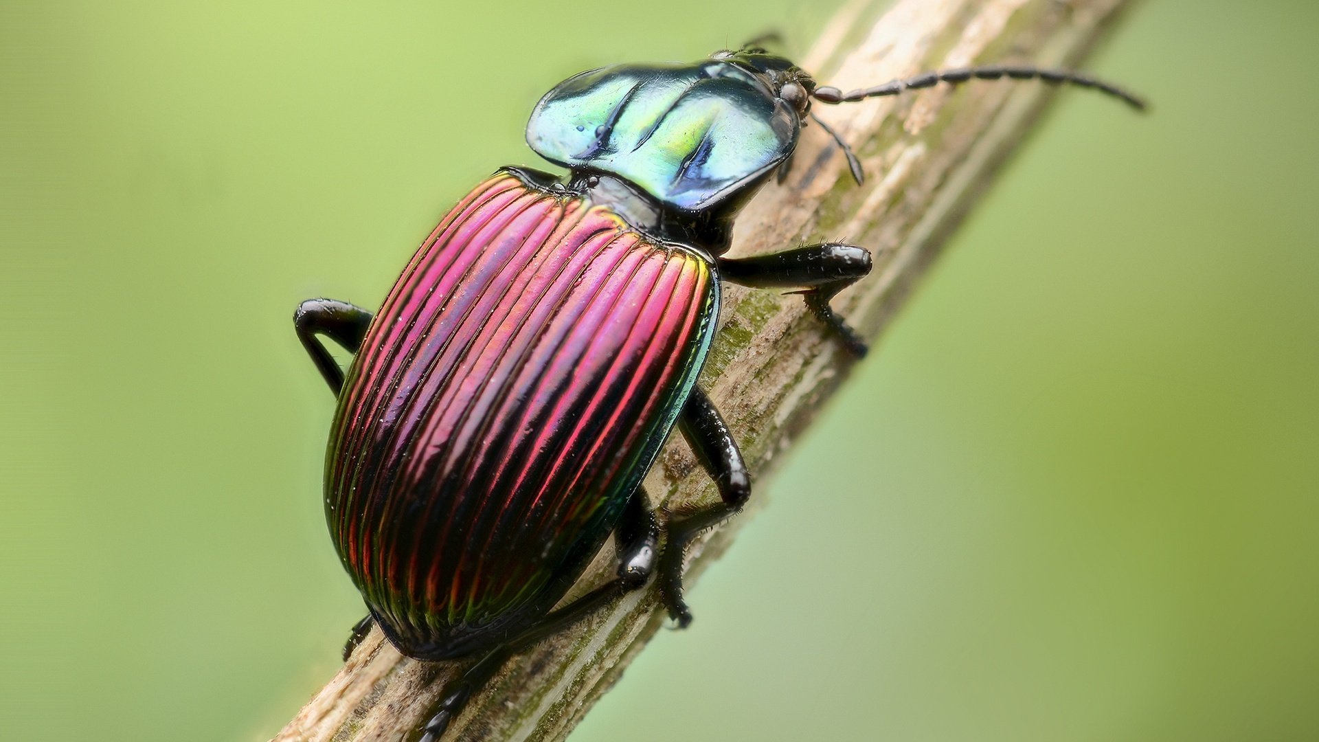 Обои жук, макро, насекомое, стебель, beetle, macro, insect, stem разрешение 2000x1325 Загрузить