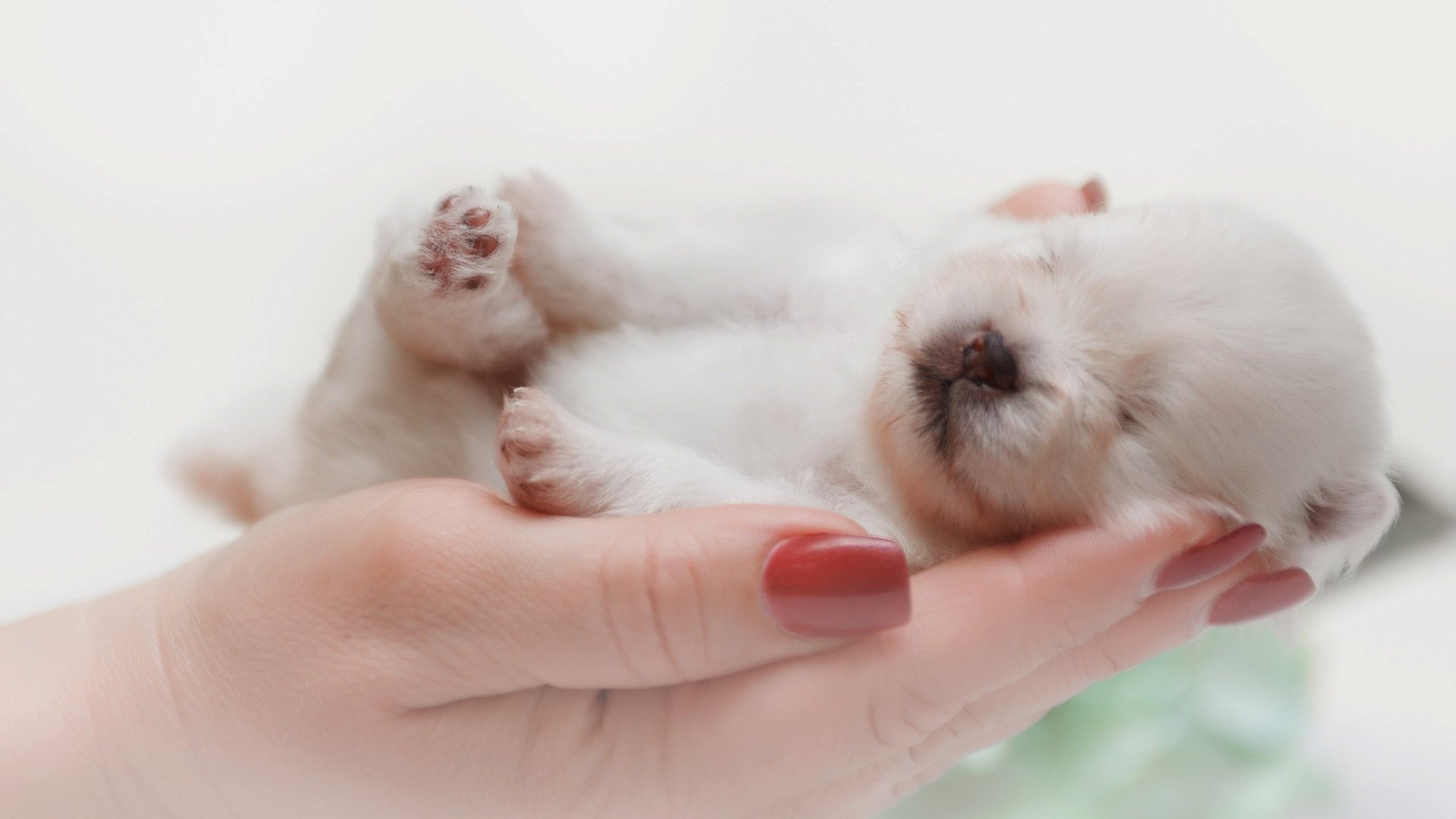 Обои собака, спит, щенок, руки, малыш, шпиц, dog, sleeping, puppy, hands, baby, spitz разрешение 2560x1681 Загрузить