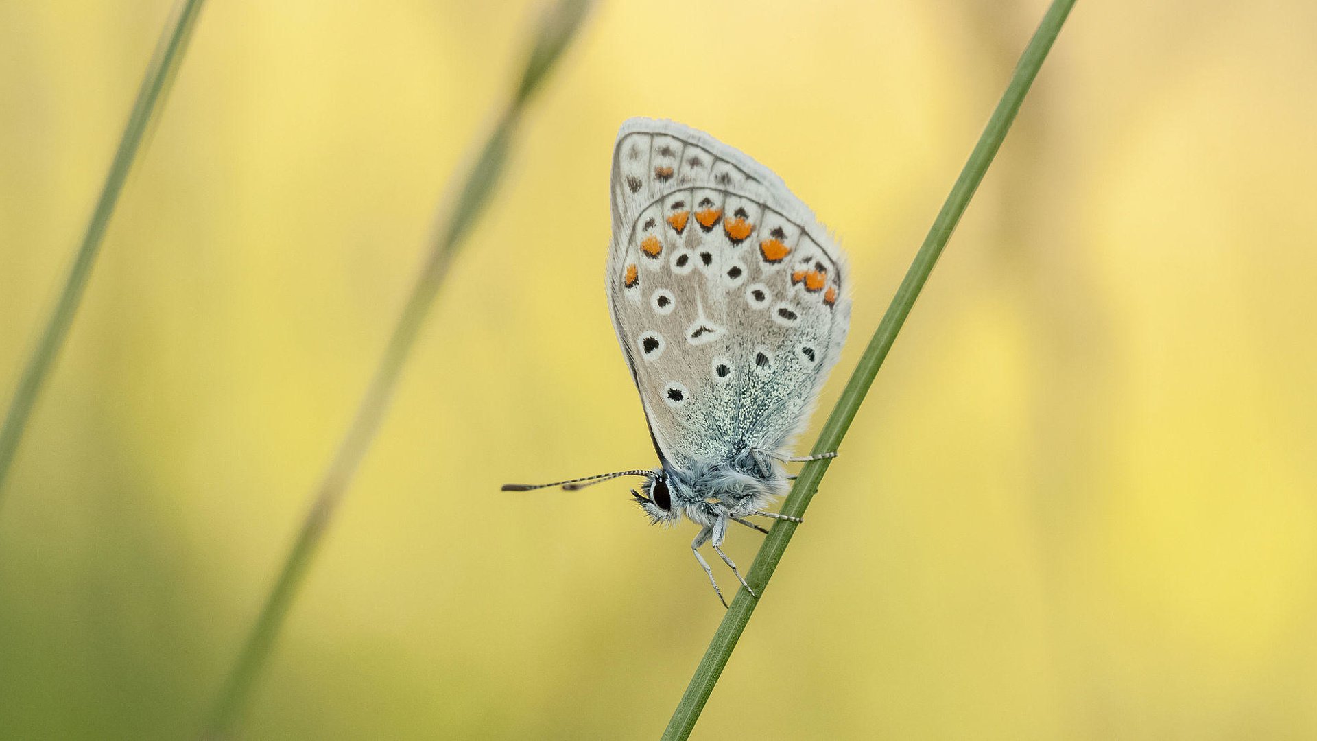 Обои насекомое, бабочка, растение, травинка, johannes dörrstock, insect, butterfly, plant, a blade of grass разрешение 2000x1093 Загрузить