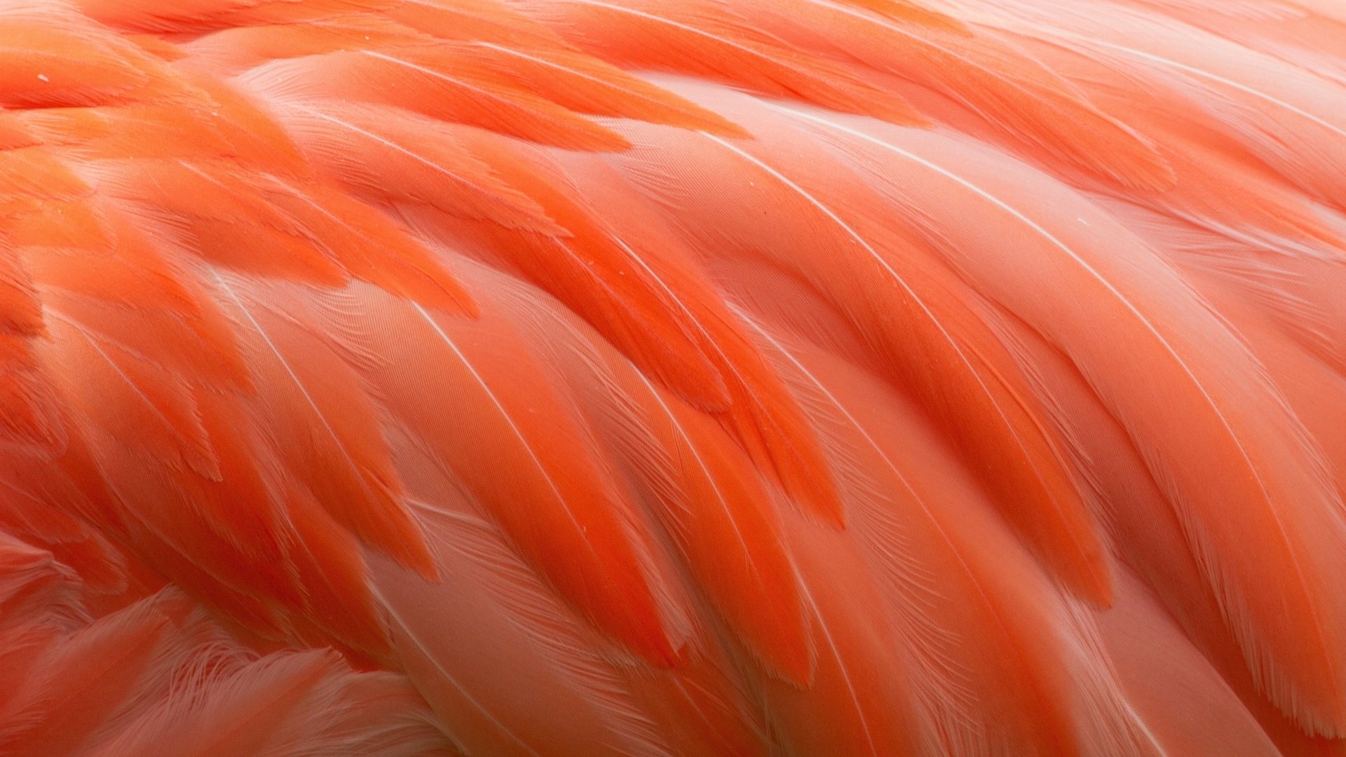Обои фламинго, перья, перо, перышки, flamingo, feathers, pen разрешение 4050x2833 Загрузить