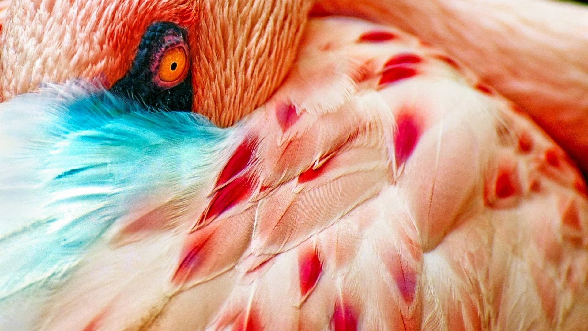 Обои макро, фламинго, птица, перья, глаз, macro, flamingo, bird, feathers, eyes разрешение 2560x1600 Загрузить