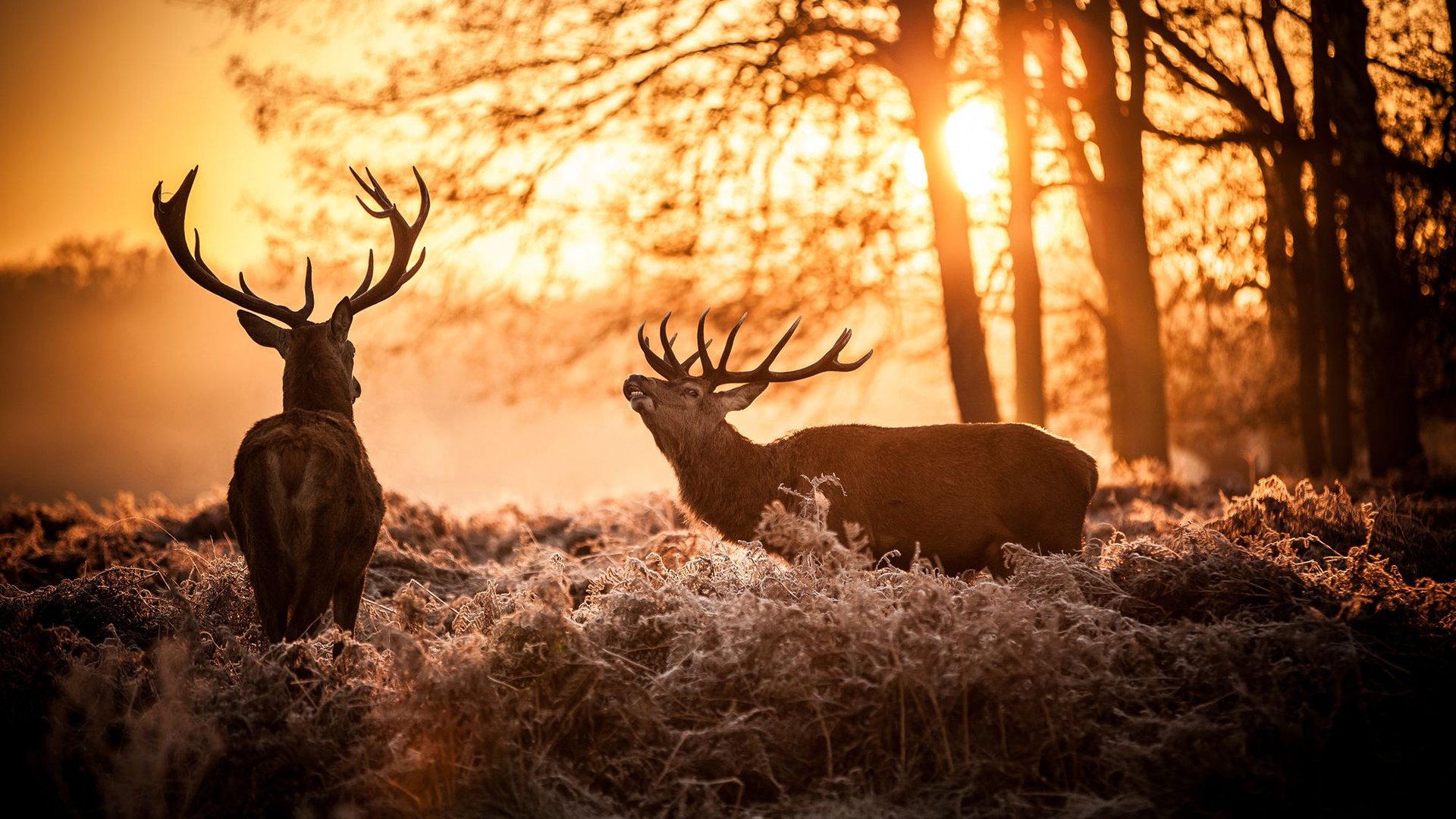 Обои солнце, природа, олень, утро, рога, олени, the sun, nature, deer, morning, horns разрешение 1920x1200 Загрузить