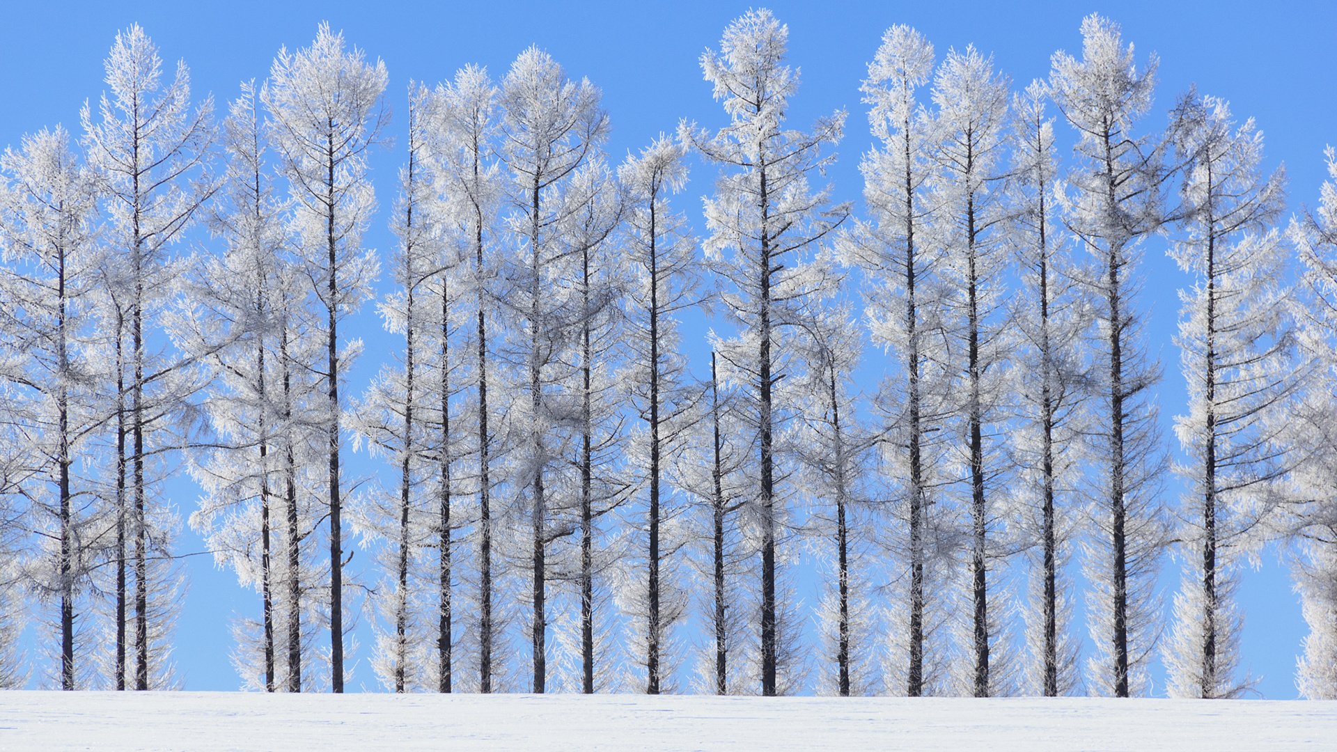 Обои небо, деревья, природа, зима, пейзаж, стволы, norihiko araki, the sky, trees, nature, winter, landscape, trunks разрешение 1920x1200 Загрузить