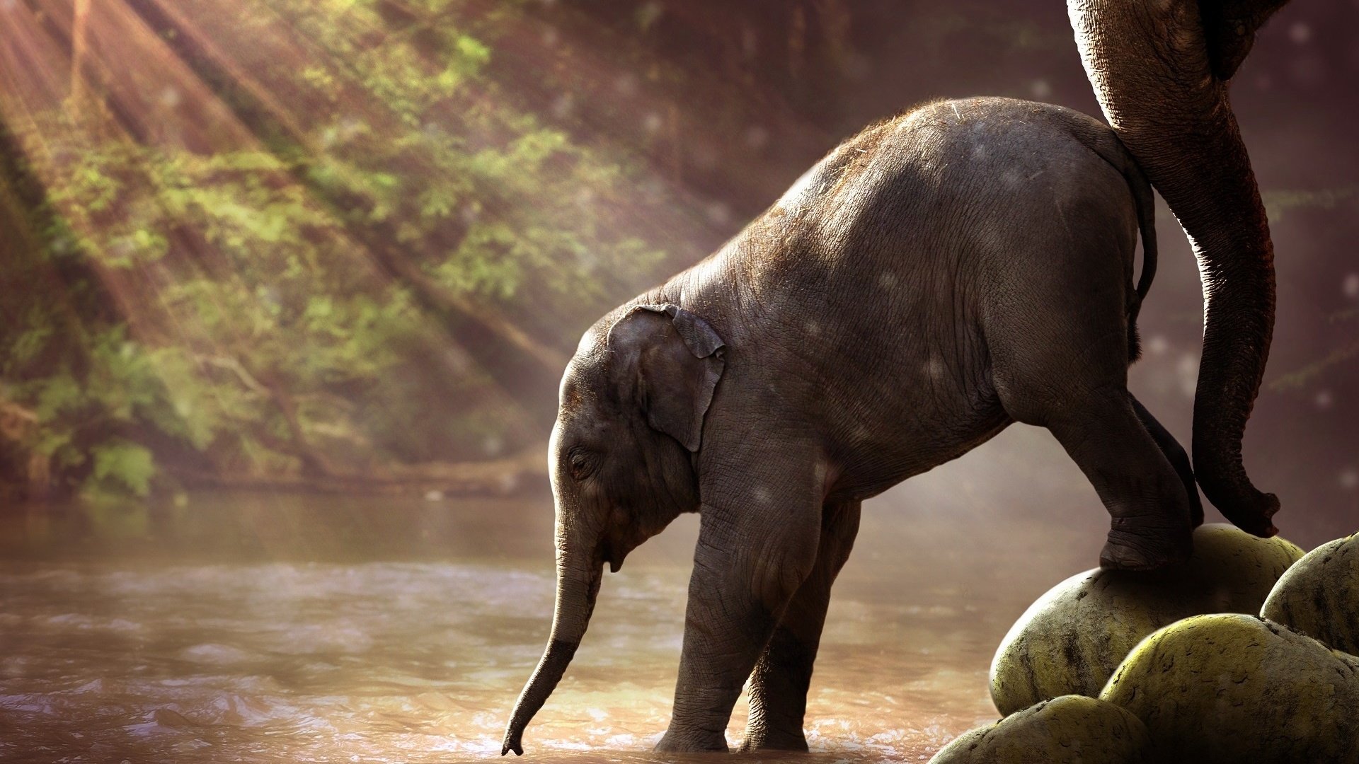 Обои вода, хобот, река, слоненок, природа, лес, слон, слоны, солнечные лучи, саванна, water, trunk, river, nature, forest, elephant, elephants, the sun's rays, savannah разрешение 1920x1200 Загрузить