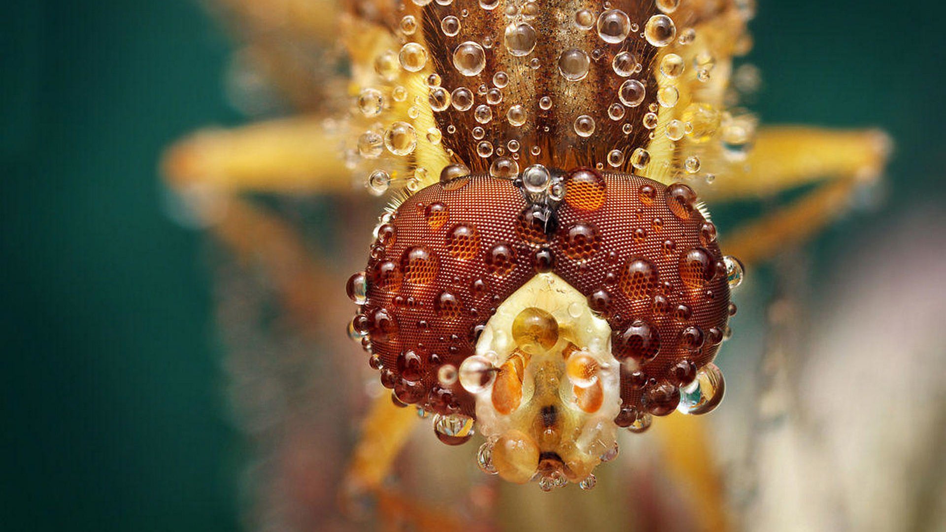 Обои глаза, макро, насекомое, капли, муха, ondrej pakan, eyes, macro, insect, drops, fly разрешение 1920x1262 Загрузить