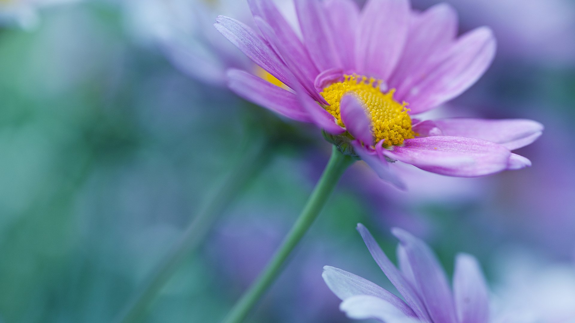 Обои цветы, лепестки, размытость, ромашки, стебли, flowers, petals, blur, chamomile, stems разрешение 3000x2000 Загрузить