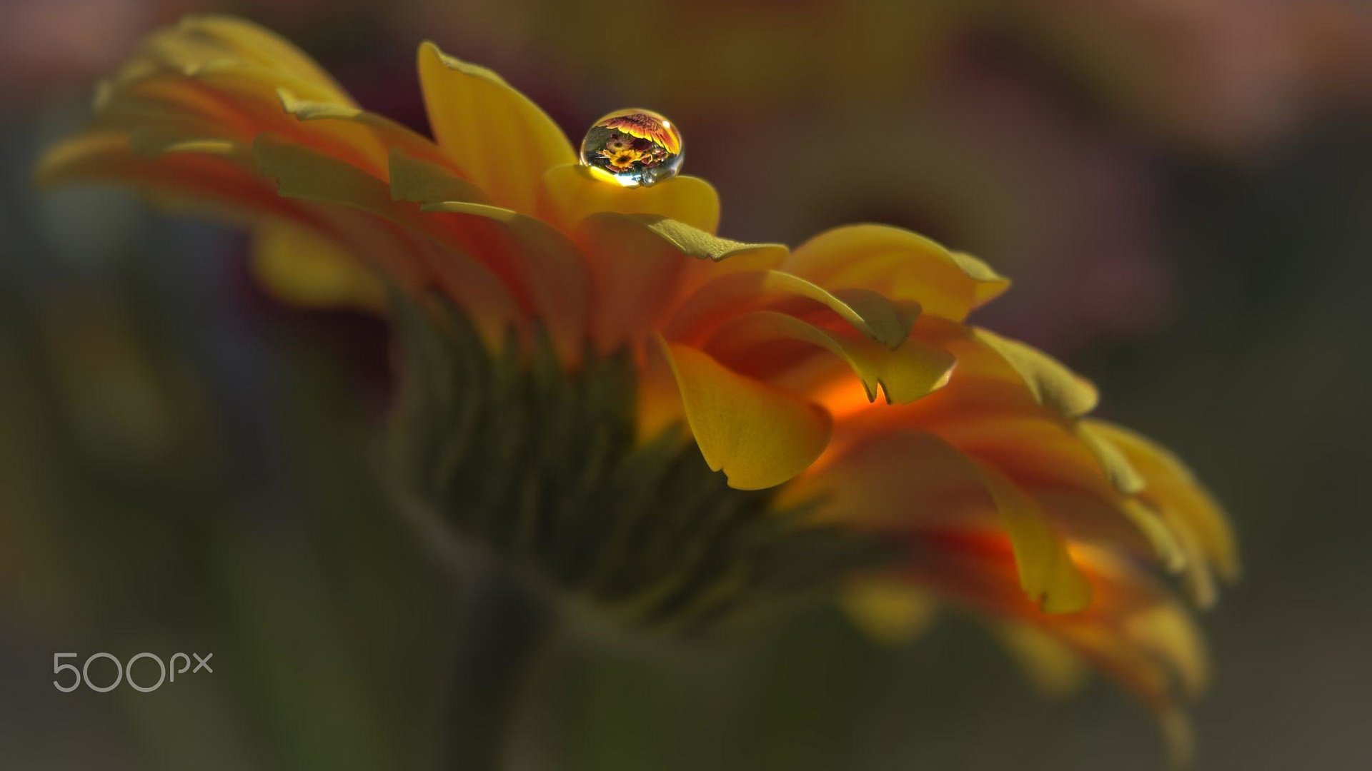 Обои макро, цветок, капля, лепестки, календула, aylin in the dropland, macro, flower, drop, petals, calendula разрешение 2000x1167 Загрузить