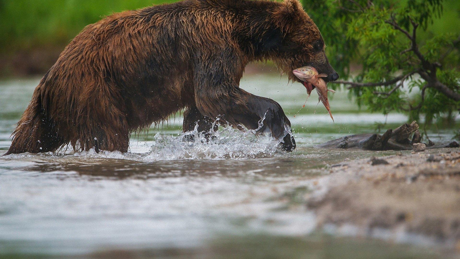 Обои морда, вода, лапы, медведь, рыба, рыбалка, александр маркелов, face, water, paws, bear, fish, fishing, alexander markelov разрешение 1920x1280 Загрузить