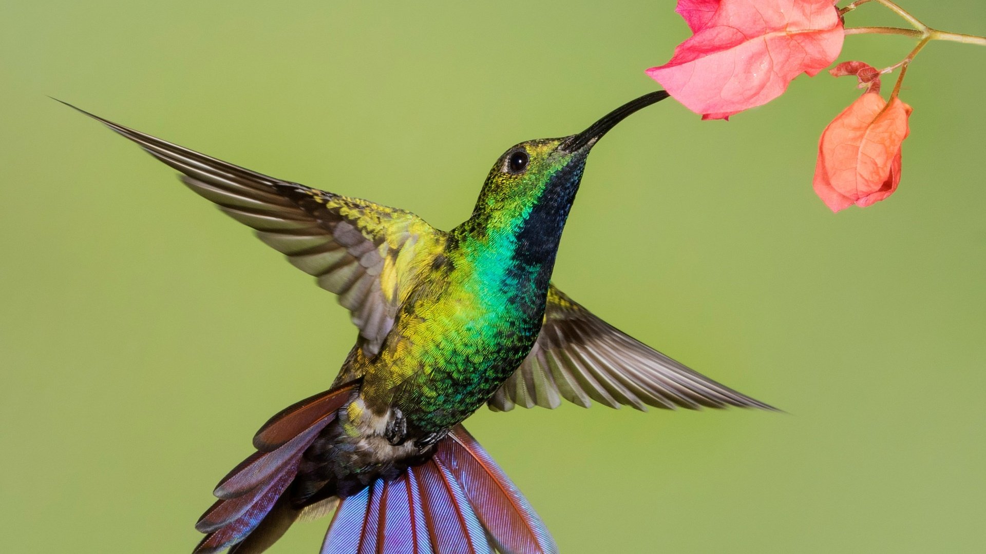 Обои цветок, крылья, птица, клюв, колибри, колибри-манго, flower, wings, bird, beak, hummingbird, hummingbird-mango разрешение 2048x1425 Загрузить
