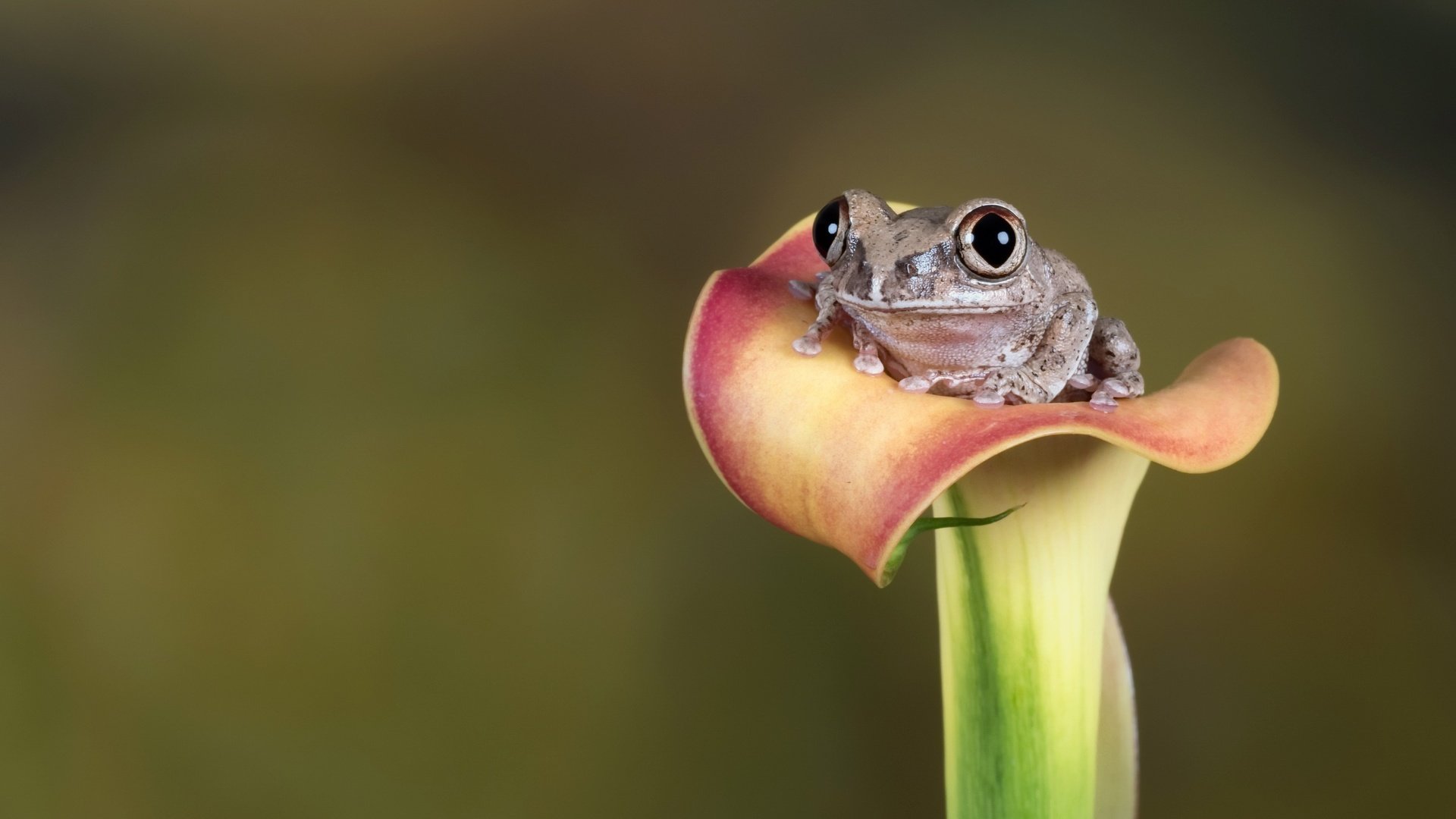 Обои глаза, цветок, лето, взгляд, лягушка, eyes, flower, summer, look, frog разрешение 2560x1758 Загрузить