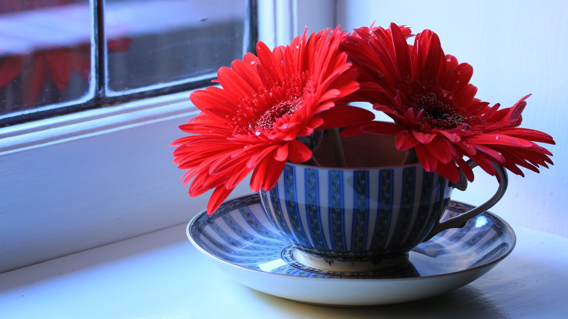 Обои цветы, блюдце, окно, чашка, герберы, натюрморт, подоконник, flowers, saucer, window, cup, gerbera, still life, sill разрешение 5472x3648 Загрузить