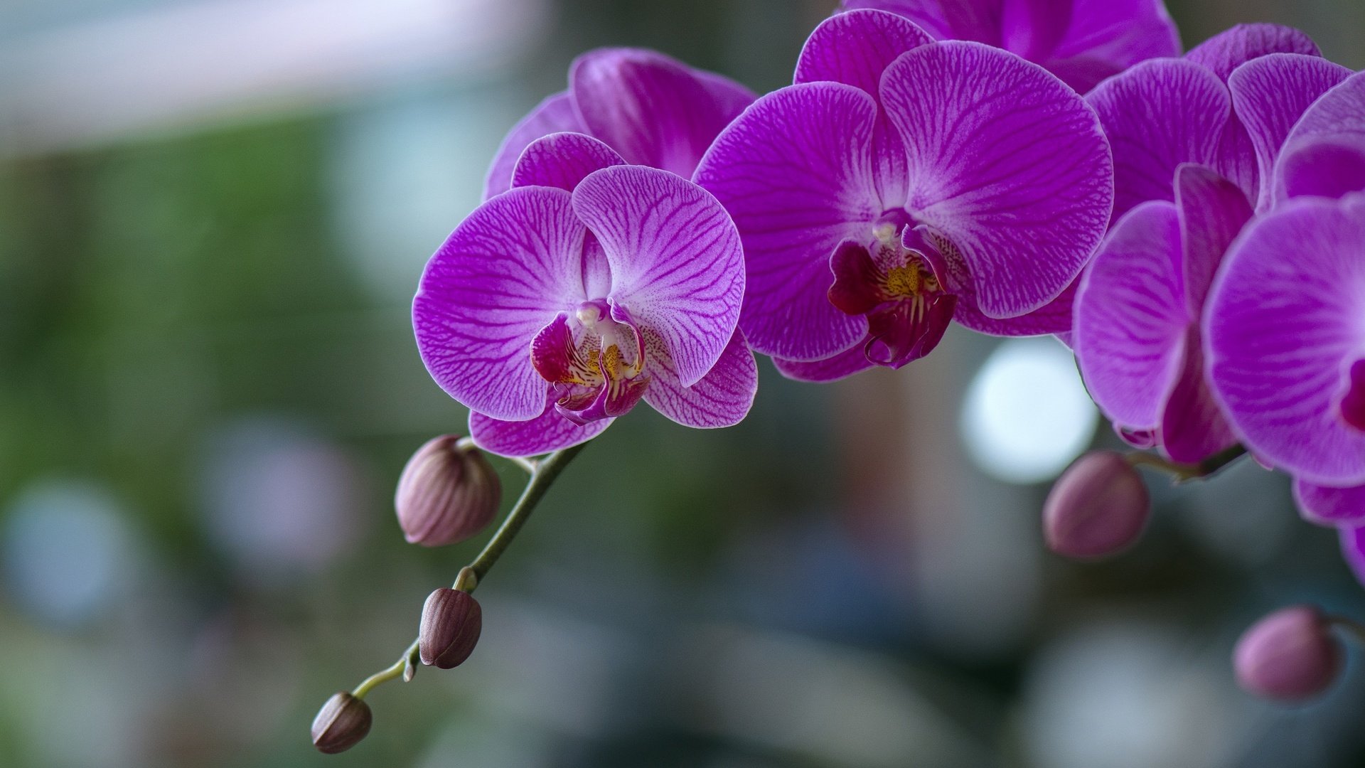 Обои цветы, цветение, орхидеи,  цветы, фаленопсис, flowers, flowering, orchids, phalaenopsis разрешение 2048x1365 Загрузить