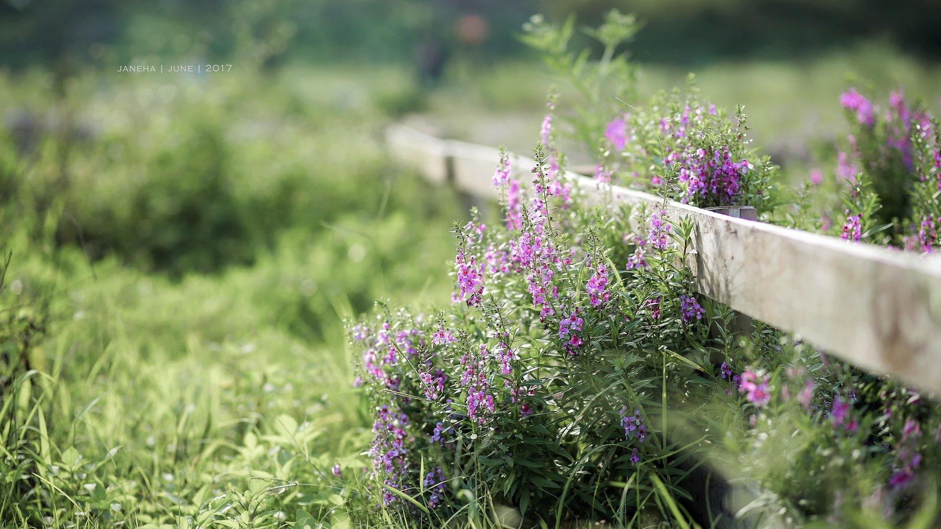 Обои цветы, трава, растения, лето, забор, flowers, grass, plants, summer, the fence разрешение 2835x1890 Загрузить