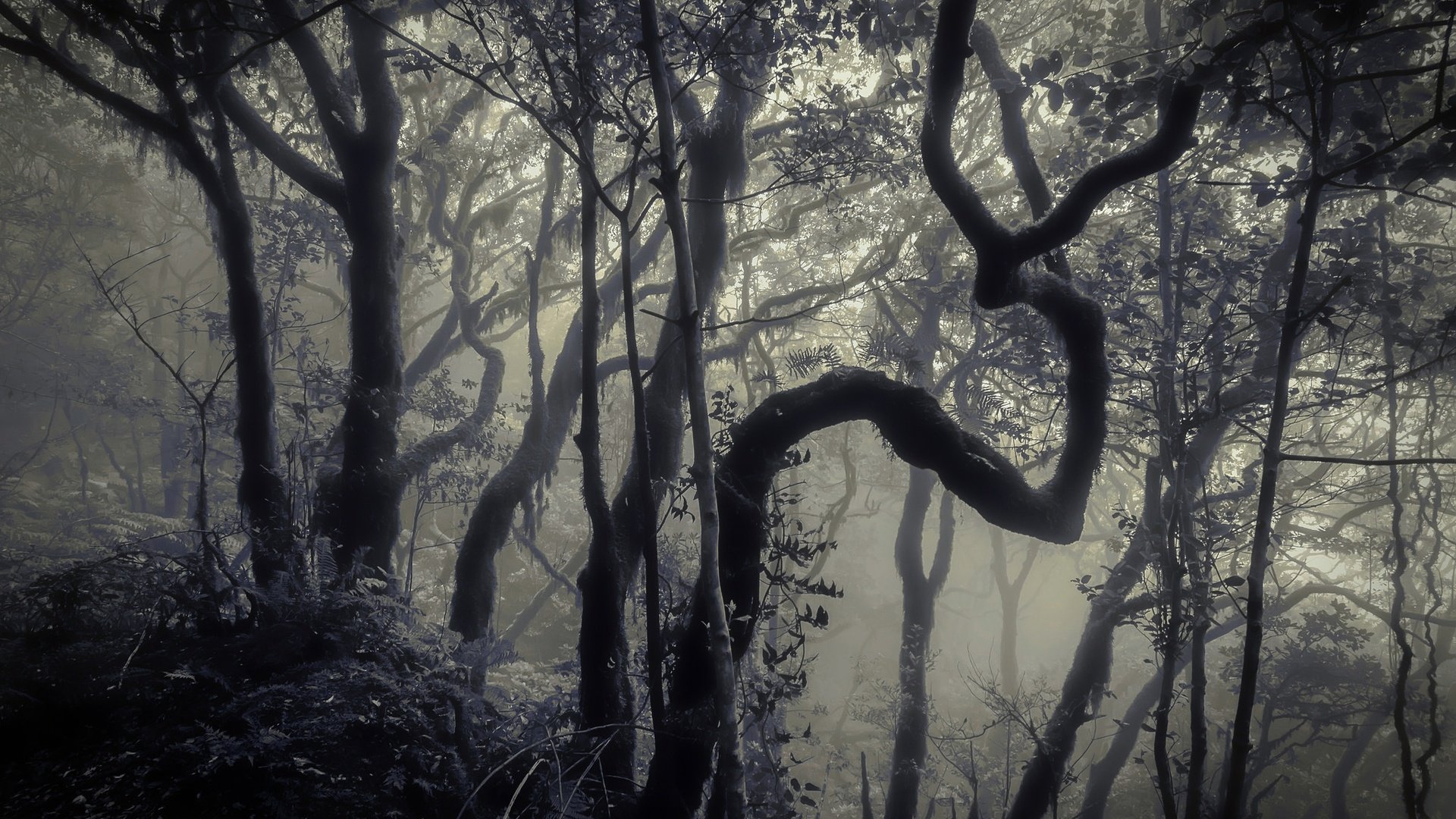 Обои деревья, лес, туман, стволы, чёрно-белое, trees, forest, fog, trunks, black and white разрешение 2048x1356 Загрузить