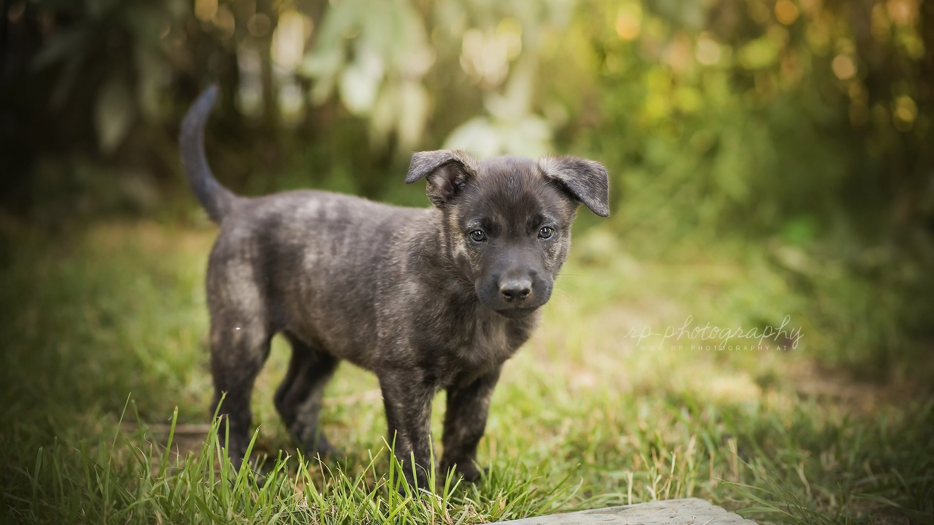 Обои трава, мордочка, лето, взгляд, собака, щенок, grass, muzzle, summer, look, dog, puppy разрешение 2048x1337 Загрузить