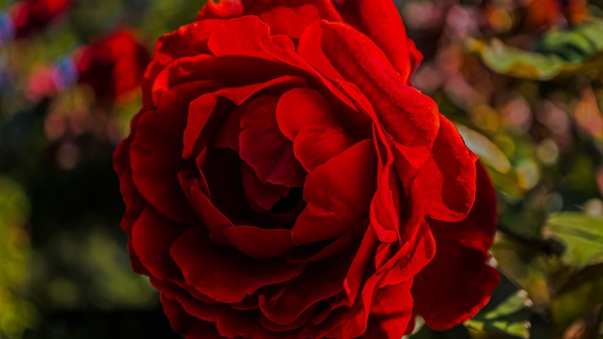 Обои макро, цветок, роза, лепестки, блики, бутон, macro, flower, rose, petals, glare, bud разрешение 2048x1365 Загрузить