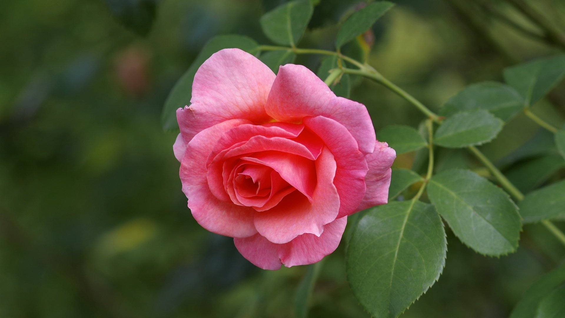 Обои макро, цветок, роза, лепестки, бутон, розовая роза, macro, flower, rose, petals, bud, pink rose разрешение 4800x3200 Загрузить