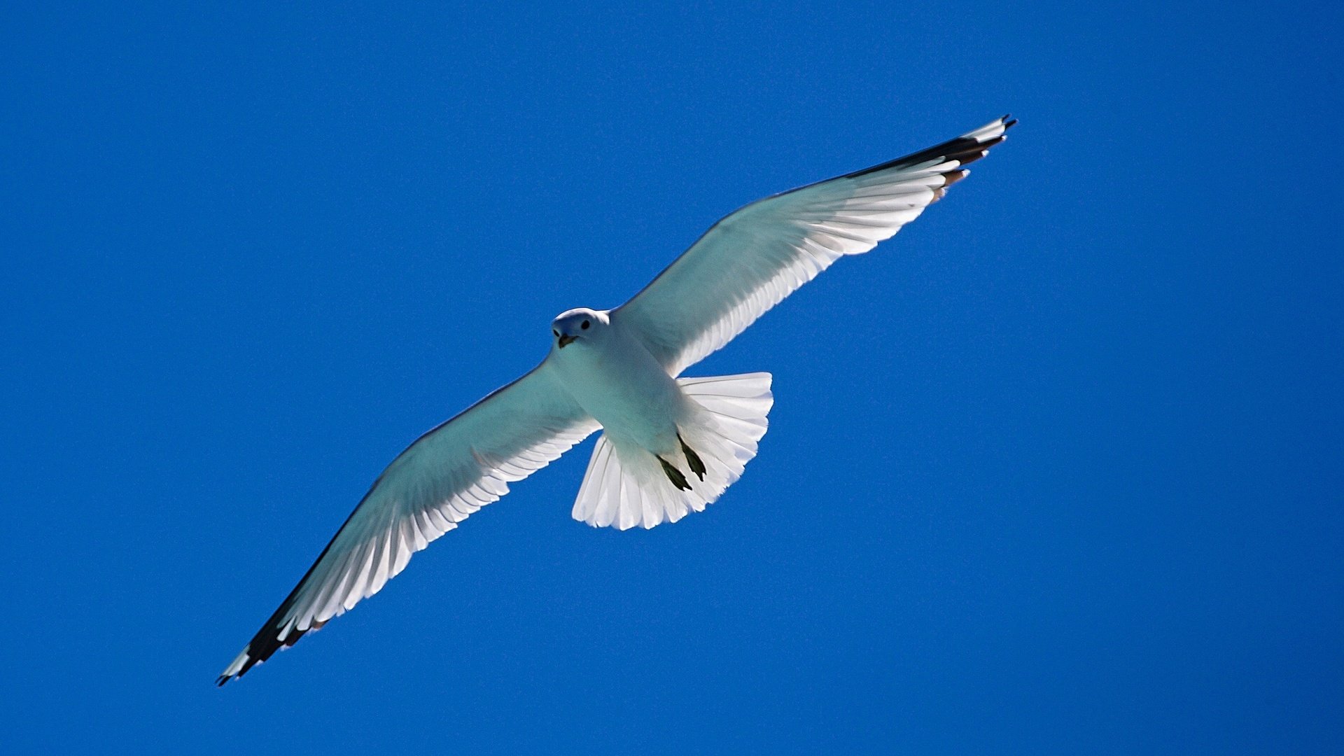 Обои небо, полет, крылья, чайка, птица, the sky, flight, wings, seagull, bird разрешение 2048x1151 Загрузить