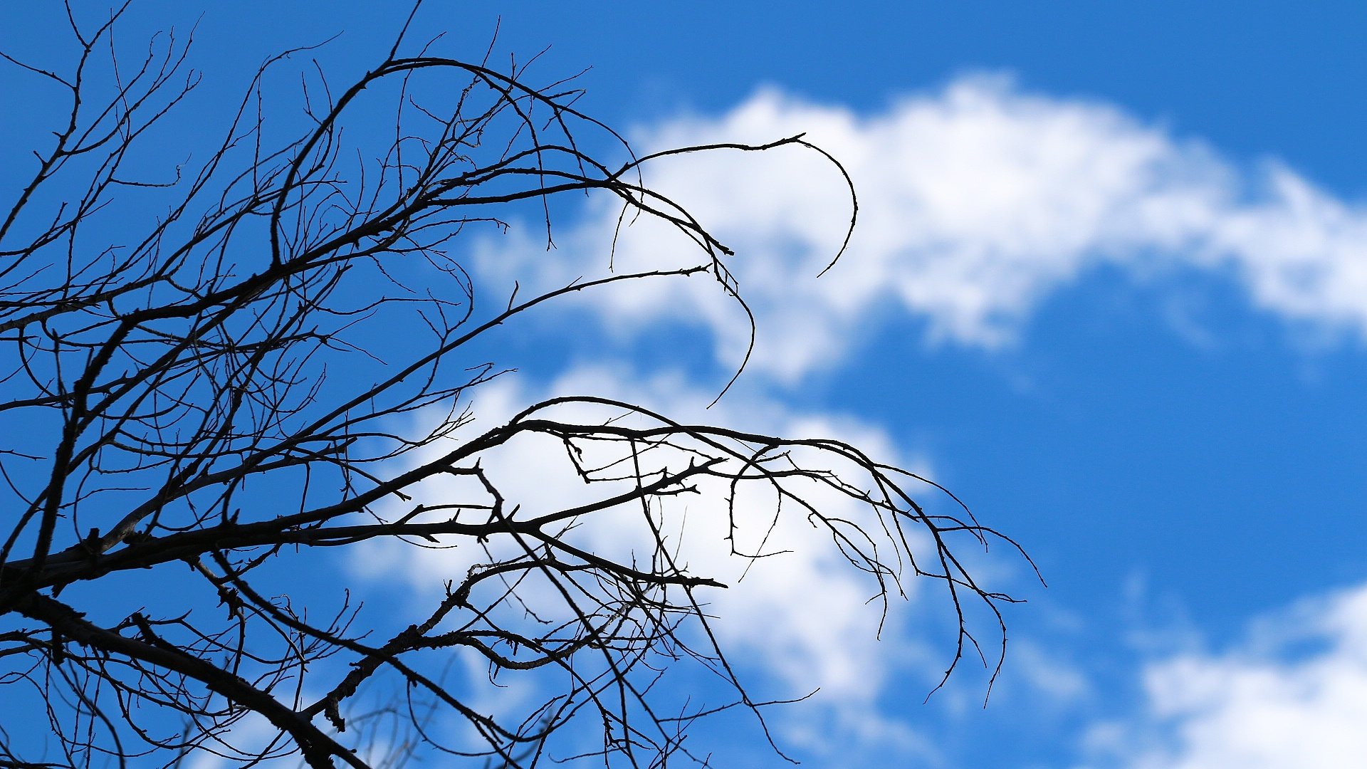 Обои небо, облака, дерево, ветки, сухостой, the sky, clouds, tree, branches, deadwood разрешение 1920x1280 Загрузить
