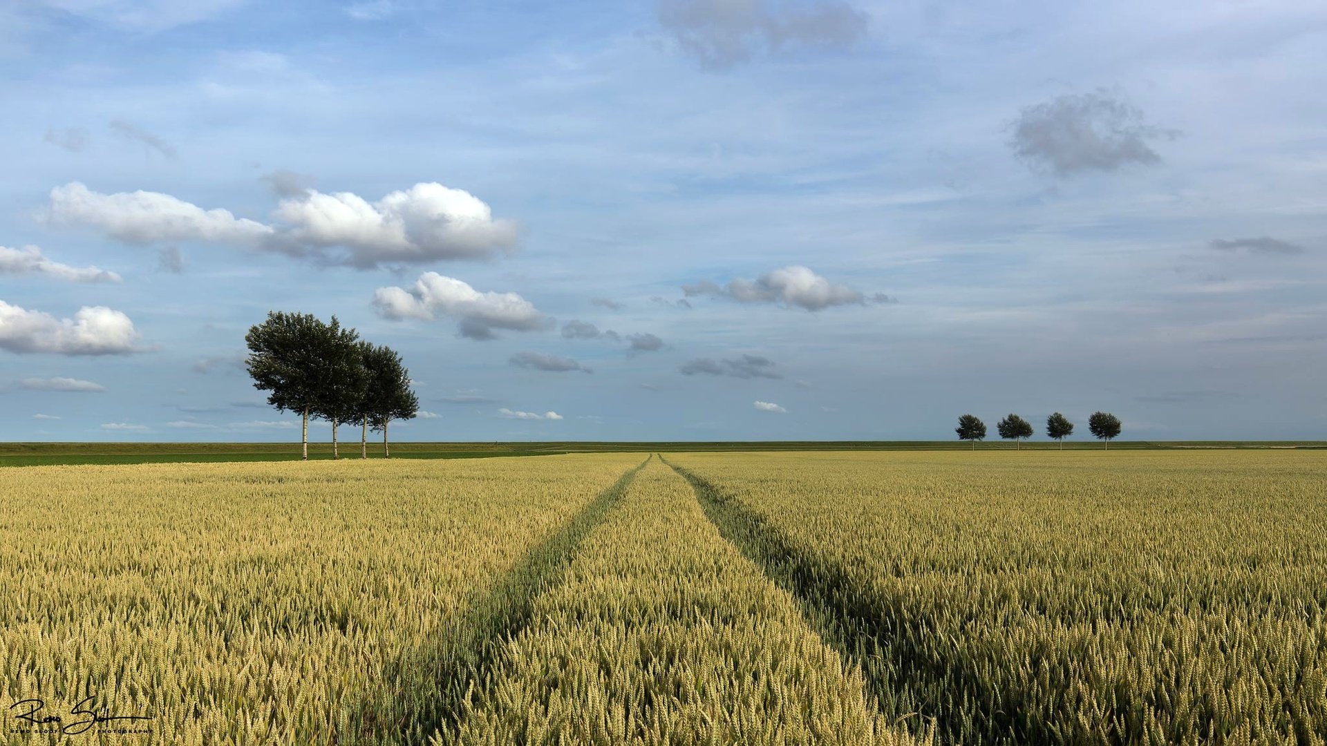 Обои небо, облака, деревья, поле, горизонт, лето, колосья, the sky, clouds, trees, field, horizon, summer, ears разрешение 2048x1152 Загрузить