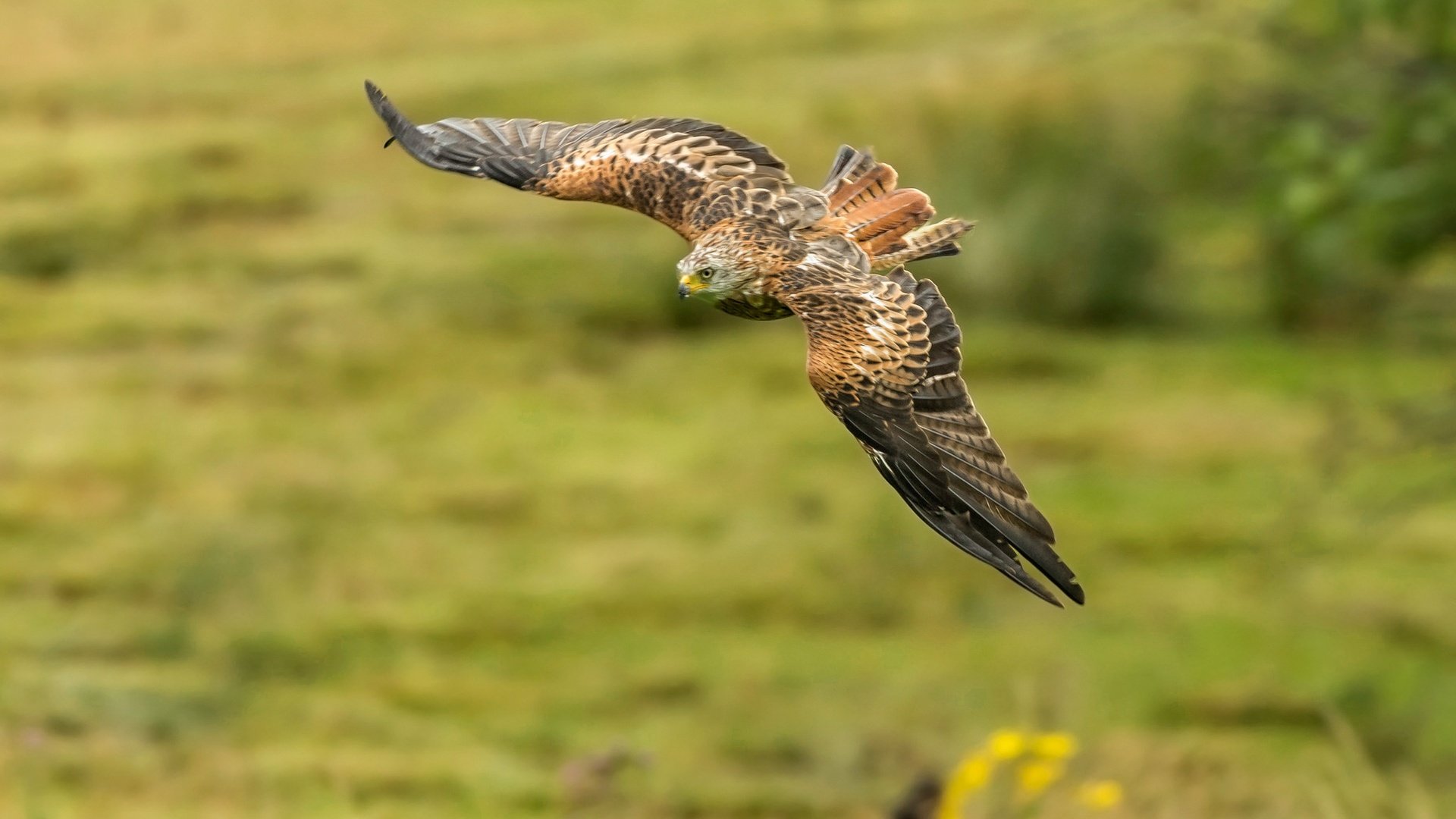 Обои полет, крылья, хищник, птица, коршун, красный коршун, flight, wings, predator, bird, kite, red kite разрешение 2048x1336 Загрузить