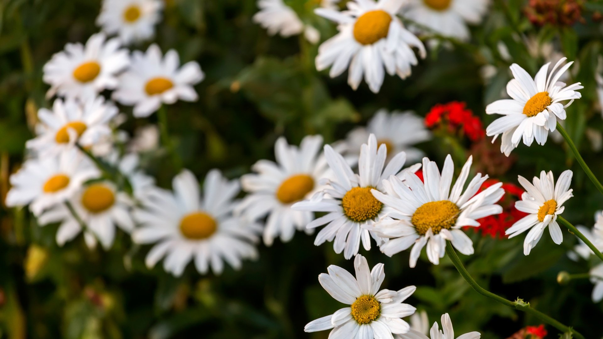 Обои цветы, лепестки, ромашки, белые, flowers, petals, chamomile, white разрешение 5760x3840 Загрузить