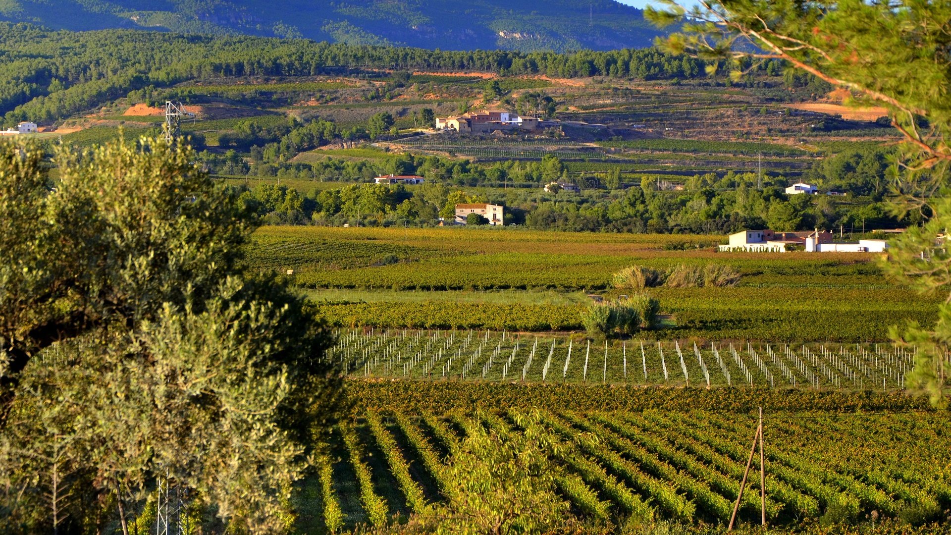 Обои солнце, зелень, поля, плантации, испания, sant martí sarroca, the sun, greens, field, plantation, spain разрешение 3000x2000 Загрузить