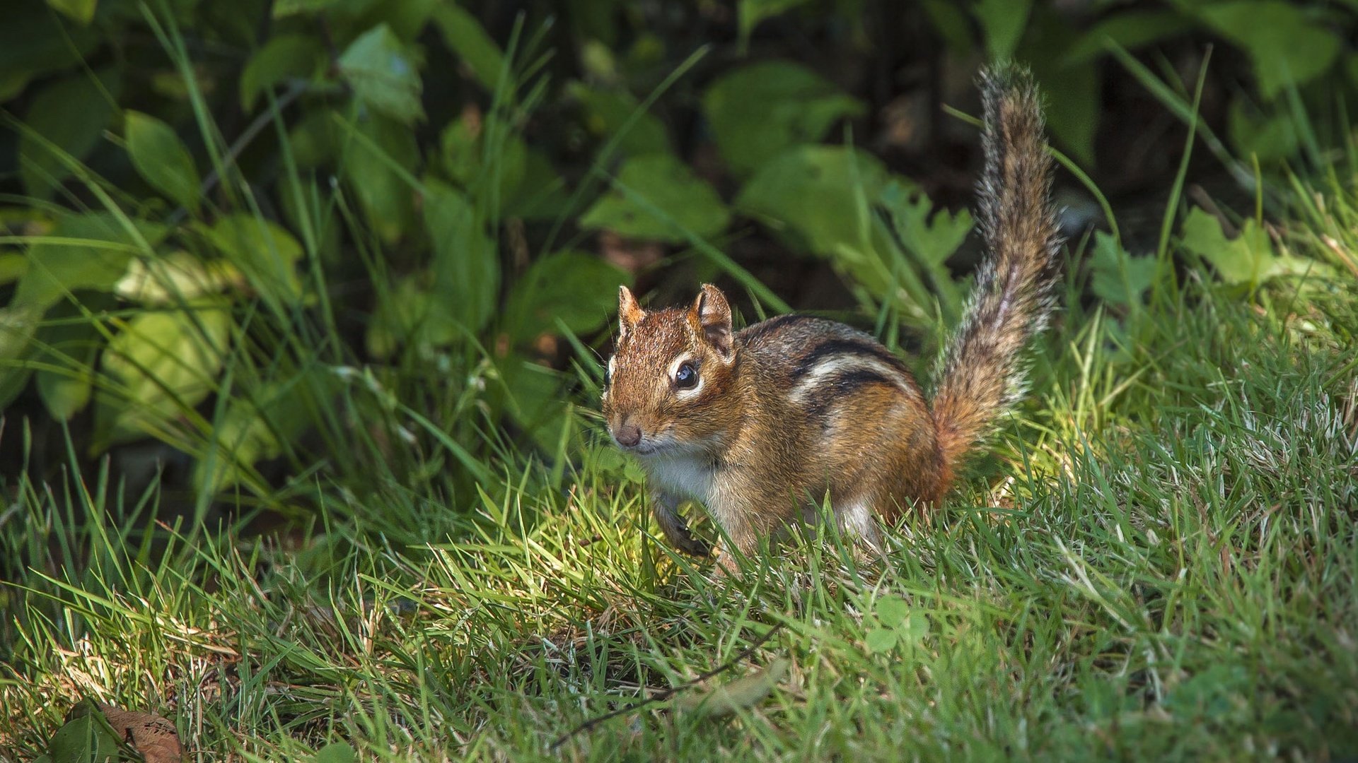 Обои трава, зверек, хвост, бурундук, грызун, grass, animal, tail, chipmunk, rodent разрешение 2048x1405 Загрузить