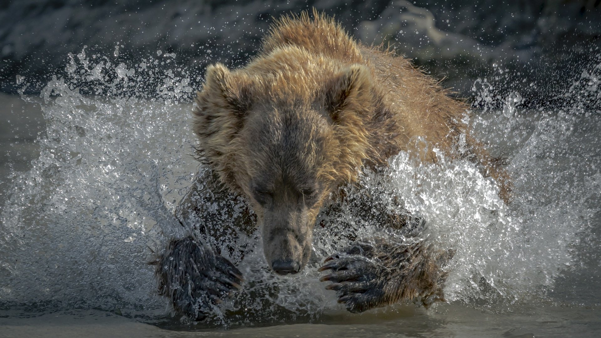 Обои морда, вода, лапы, медведь, брызги, face, water, paws, bear, squirt разрешение 2500x1667 Загрузить