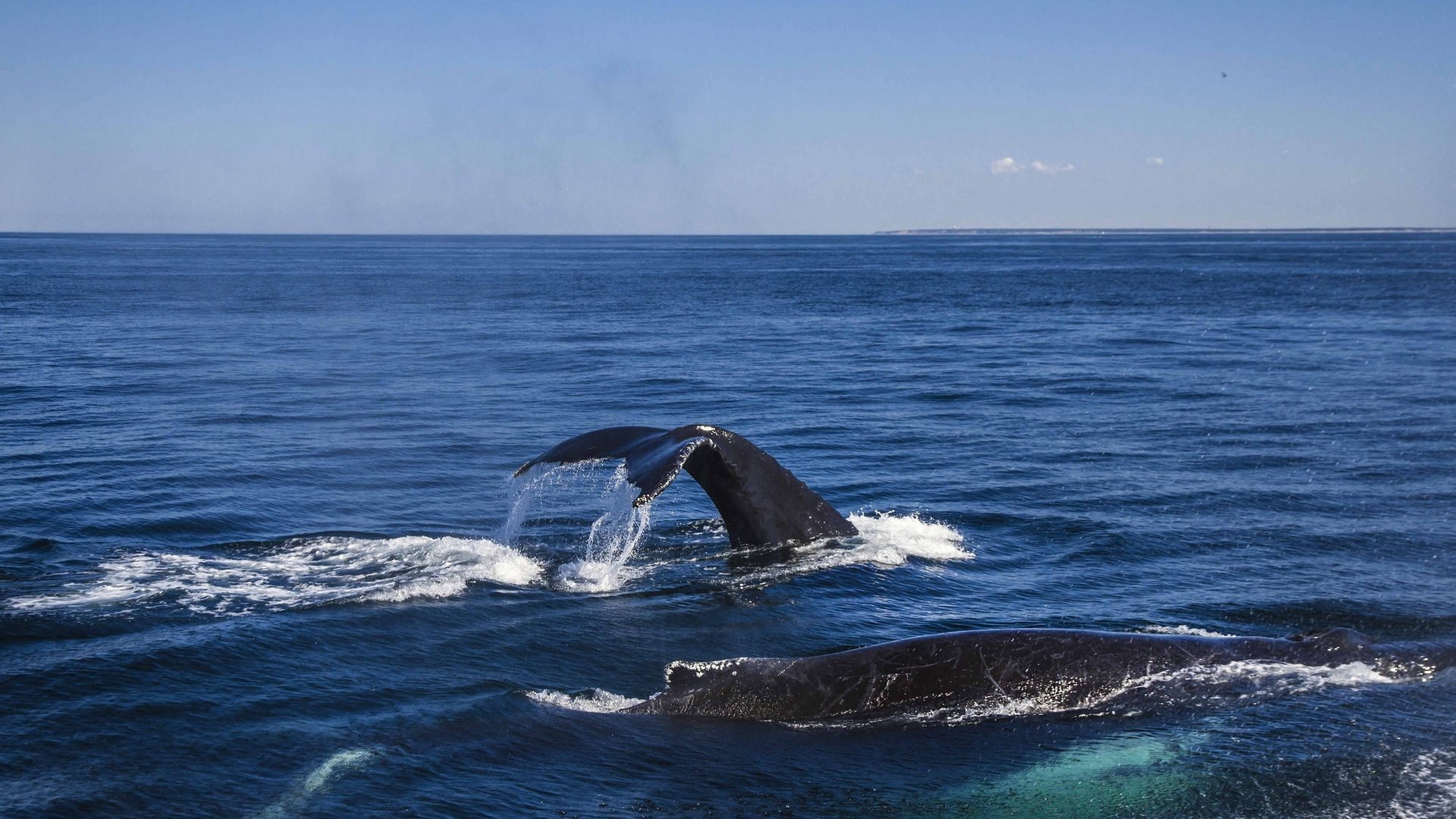 Обои вода, океан, киты, кашалот, water, the ocean, whales, sperm whale разрешение 2048x1340 Загрузить