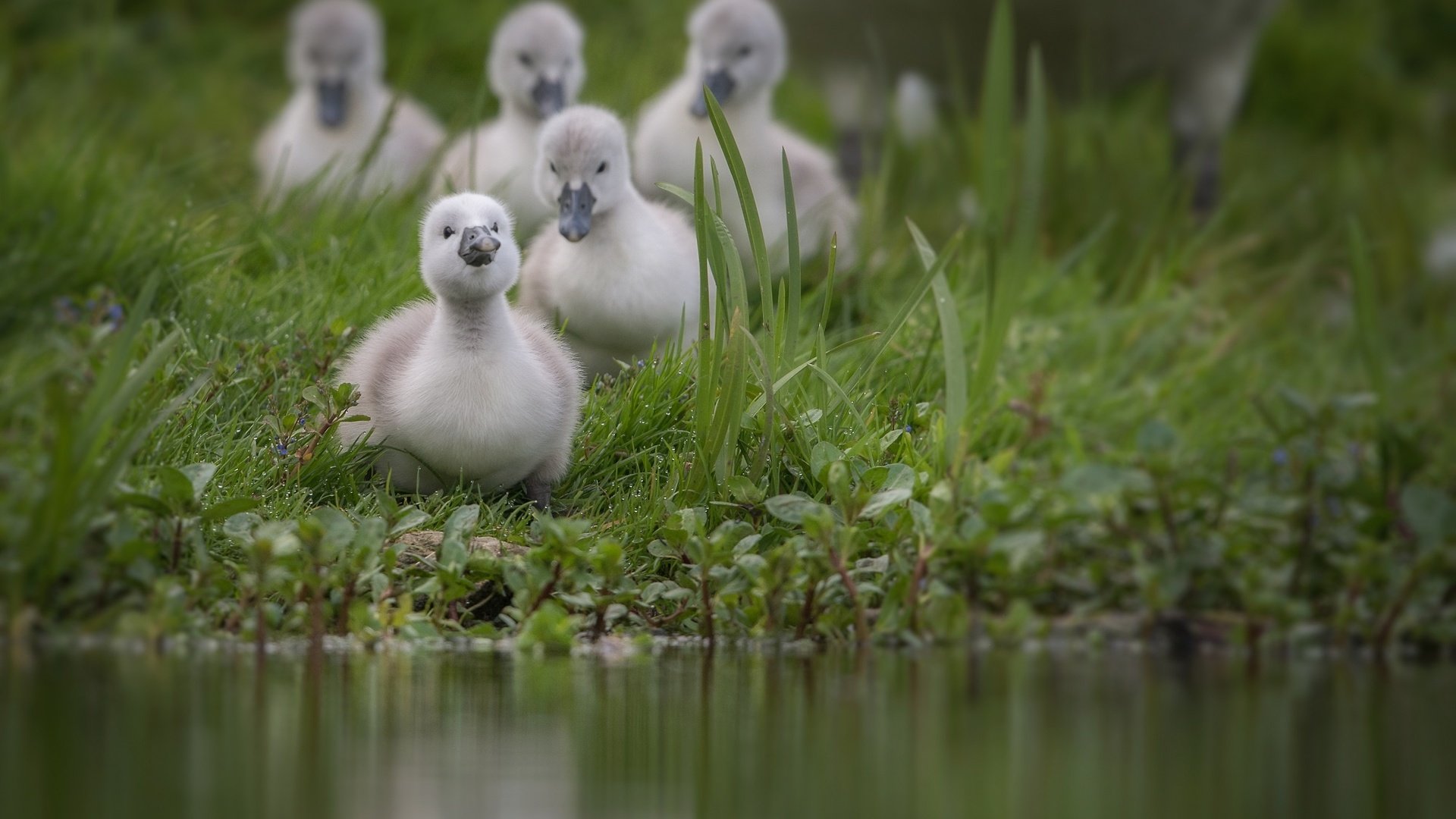 Обои трава, вода, птицы, пруд, лебедь, птенцы, grass, water, birds, pond, swan, chicks разрешение 2000x1333 Загрузить