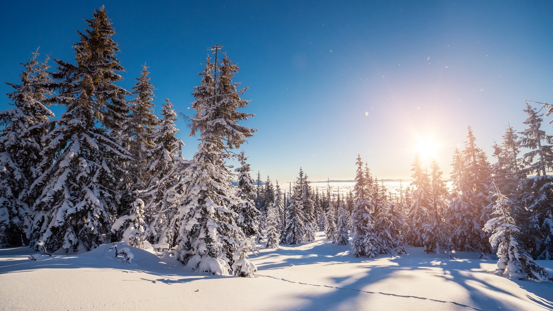 Обои небо, деревья, снег, природа, лес, зима, пейзаж, the sky, trees, snow, nature, forest, winter, landscape разрешение 2880x1800 Загрузить