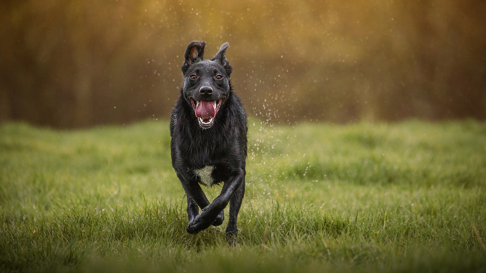 Обои морда, трава, капли, собака, язык, пес, бег, mark gibbons, face, grass, drops, dog, language, running разрешение 1920x1200 Загрузить