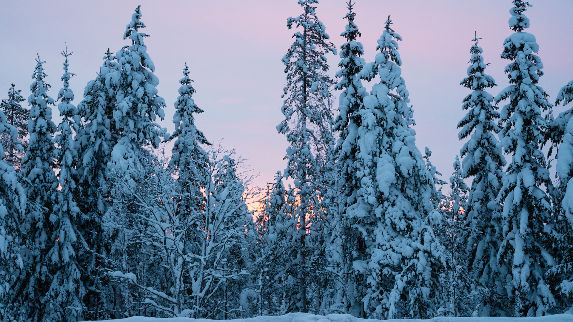 Обои деревья, снег, природа, лес, зима, ели, trees, snow, nature, forest, winter, ate разрешение 3840x2400 Загрузить